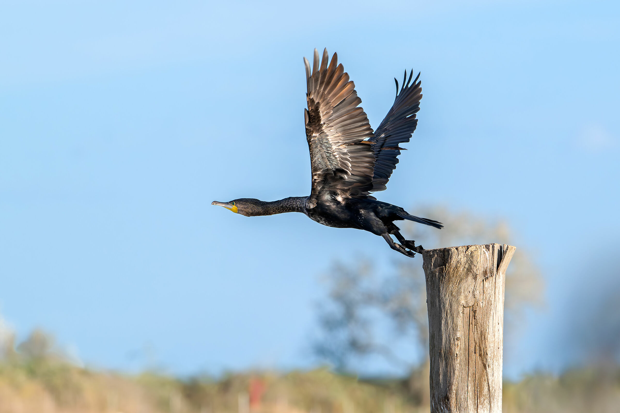 Cormorant