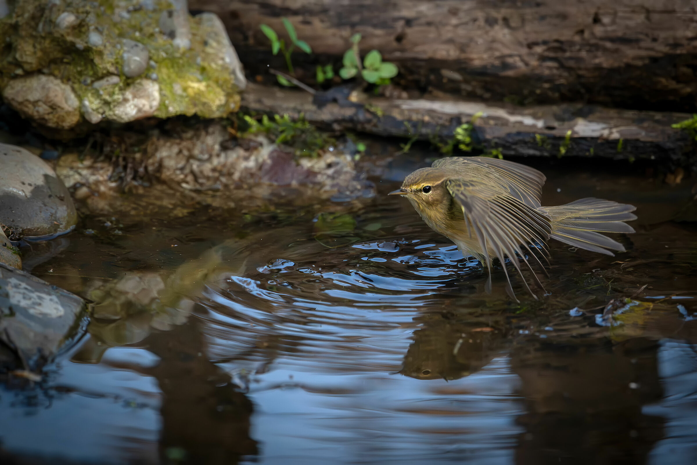 Chiffchaff