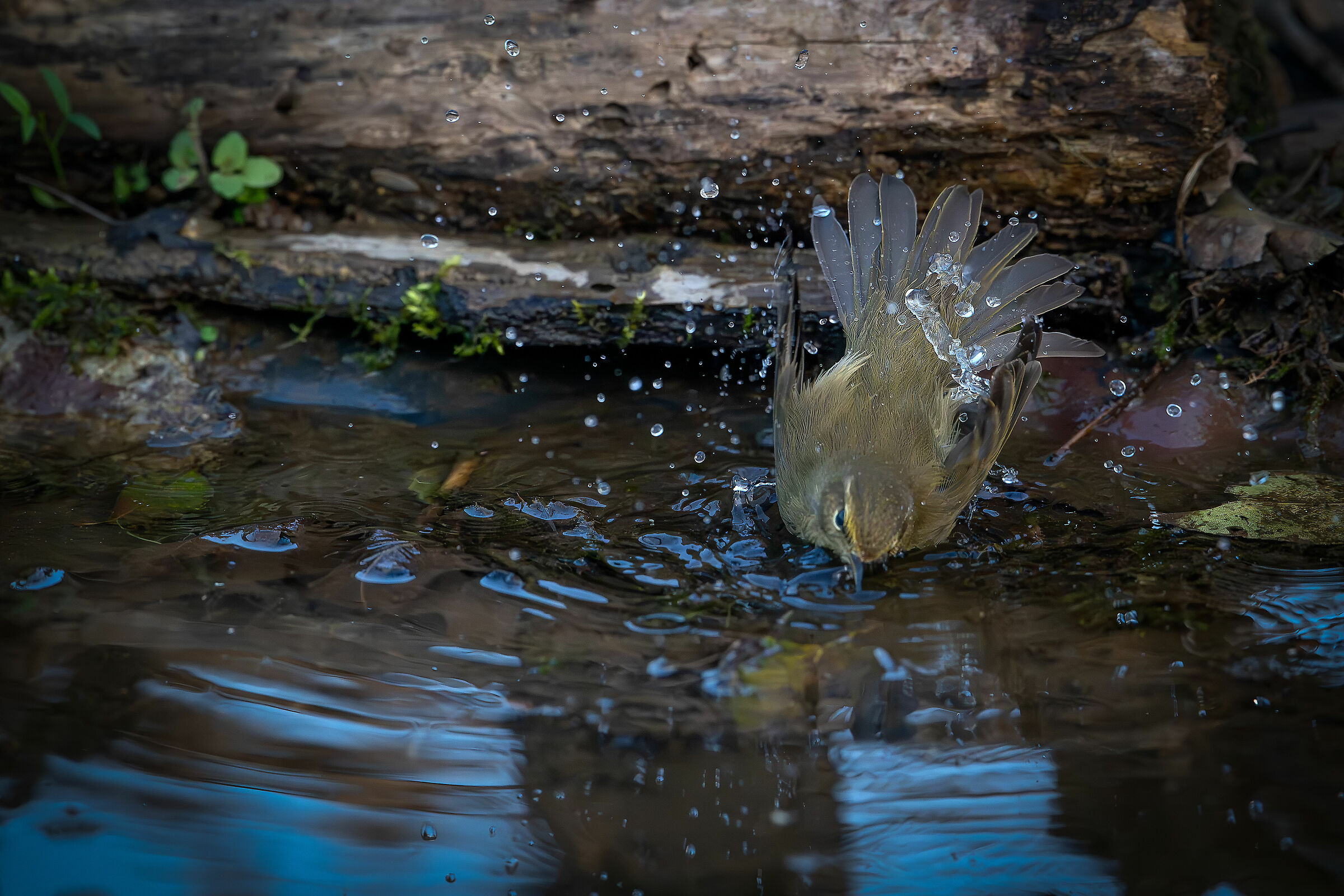 Little Warbler #capannocora