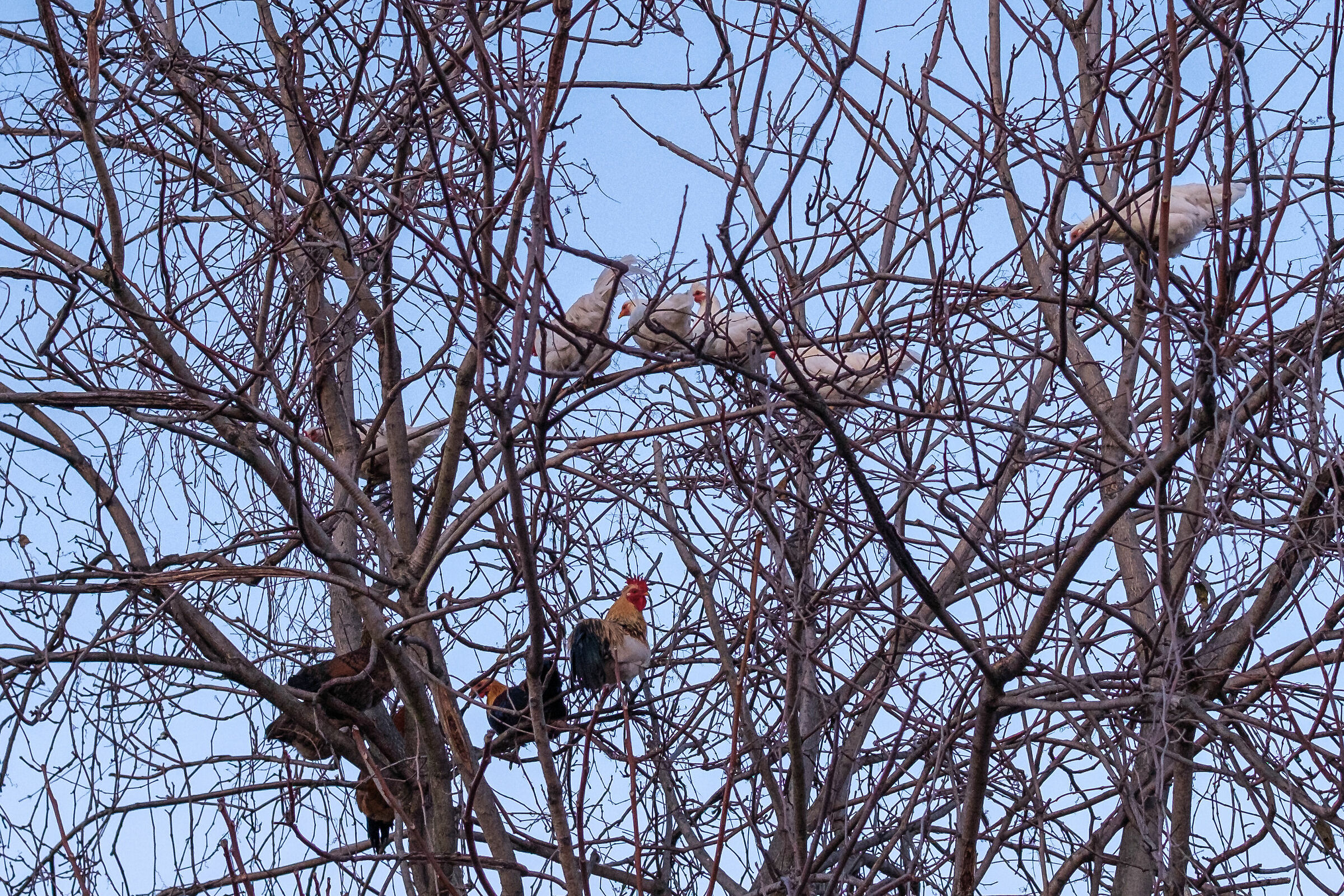 Hens on the tree