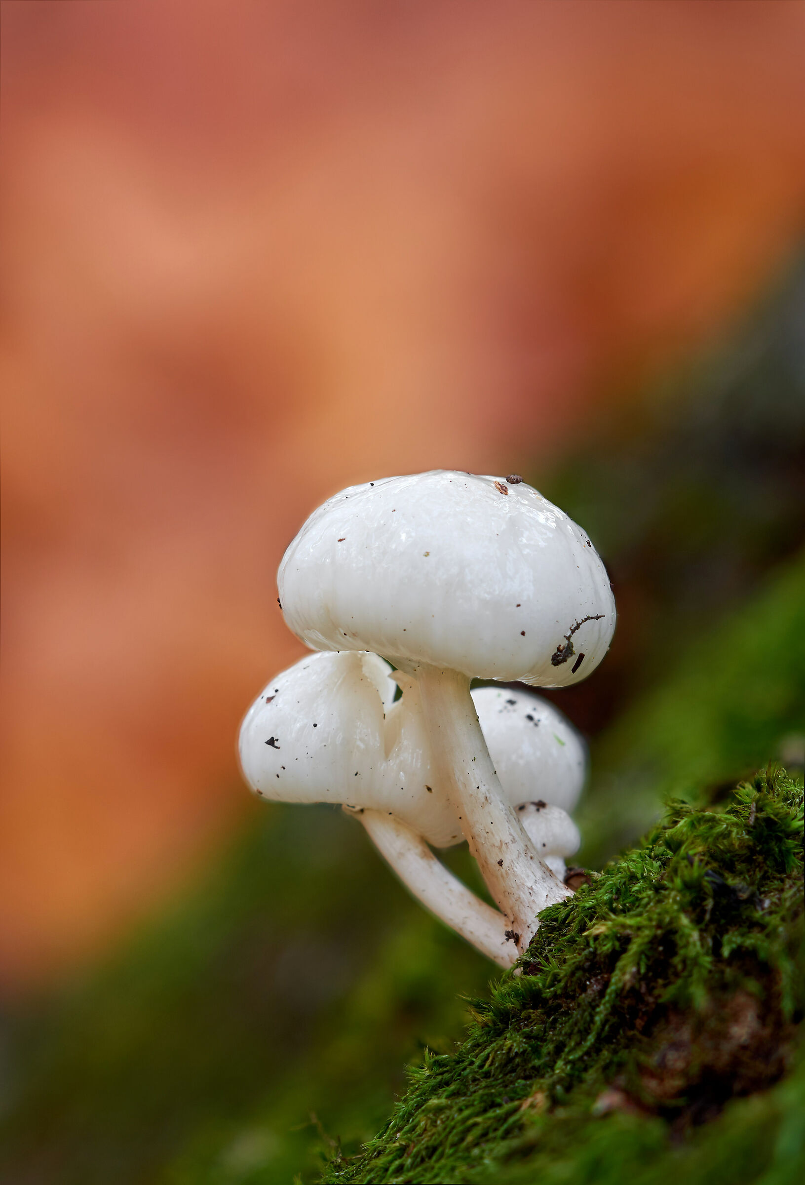 I gioielli della faggeta