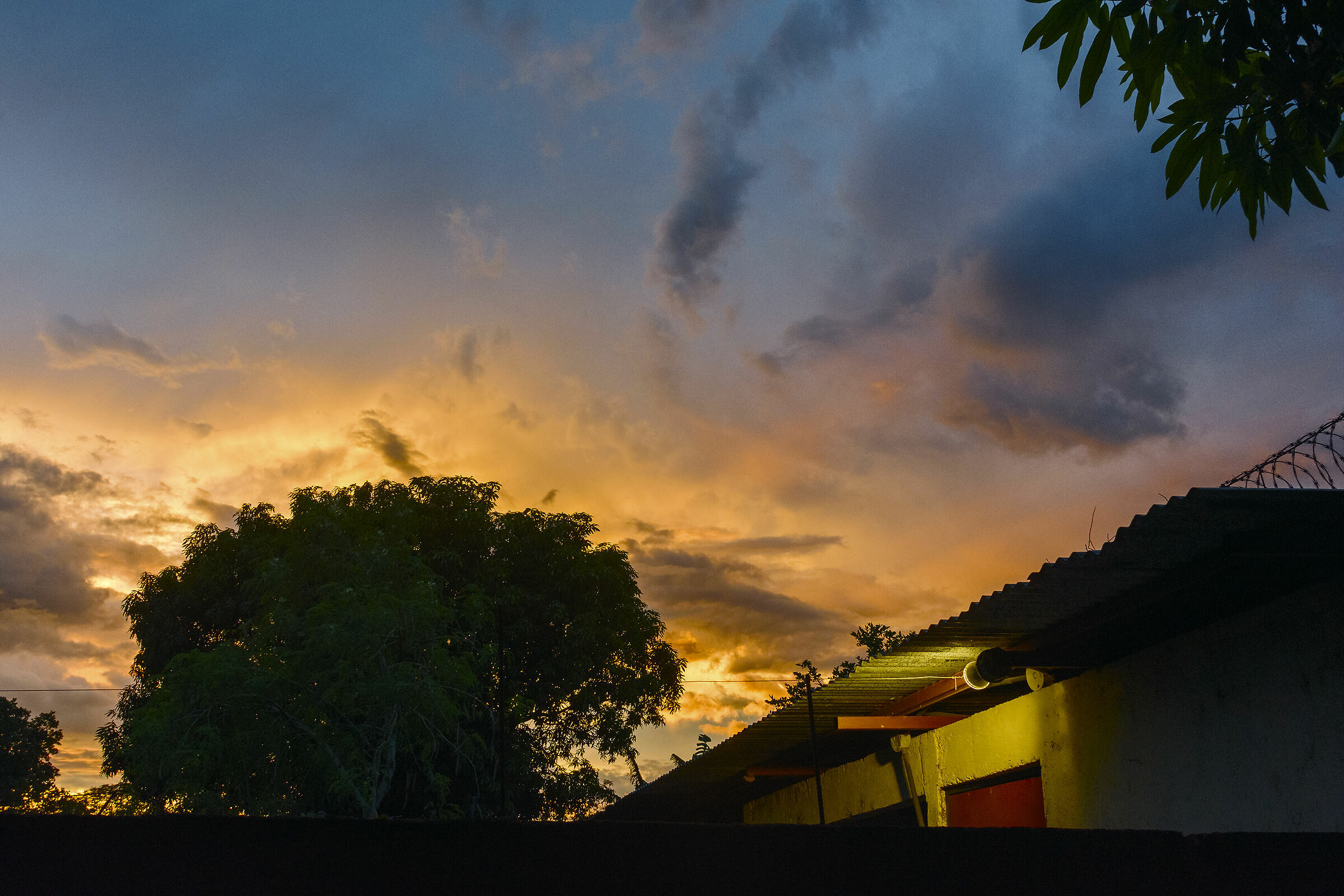 Tramonto dietro l albero