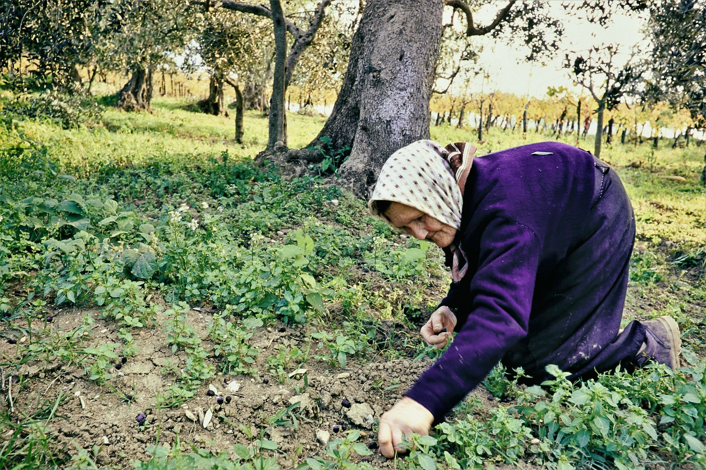 La spigolatrice di olive