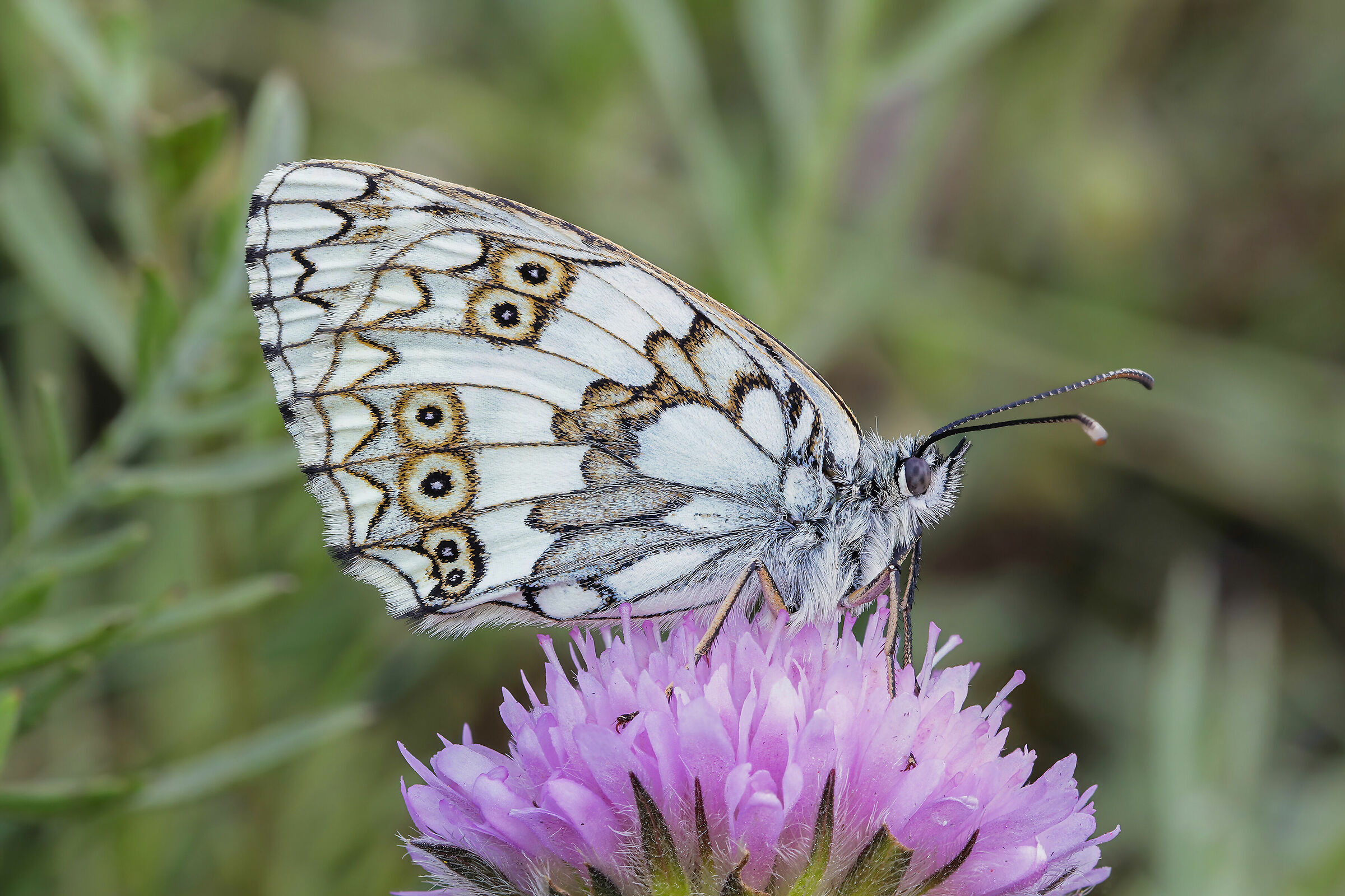 Melanargia galathea