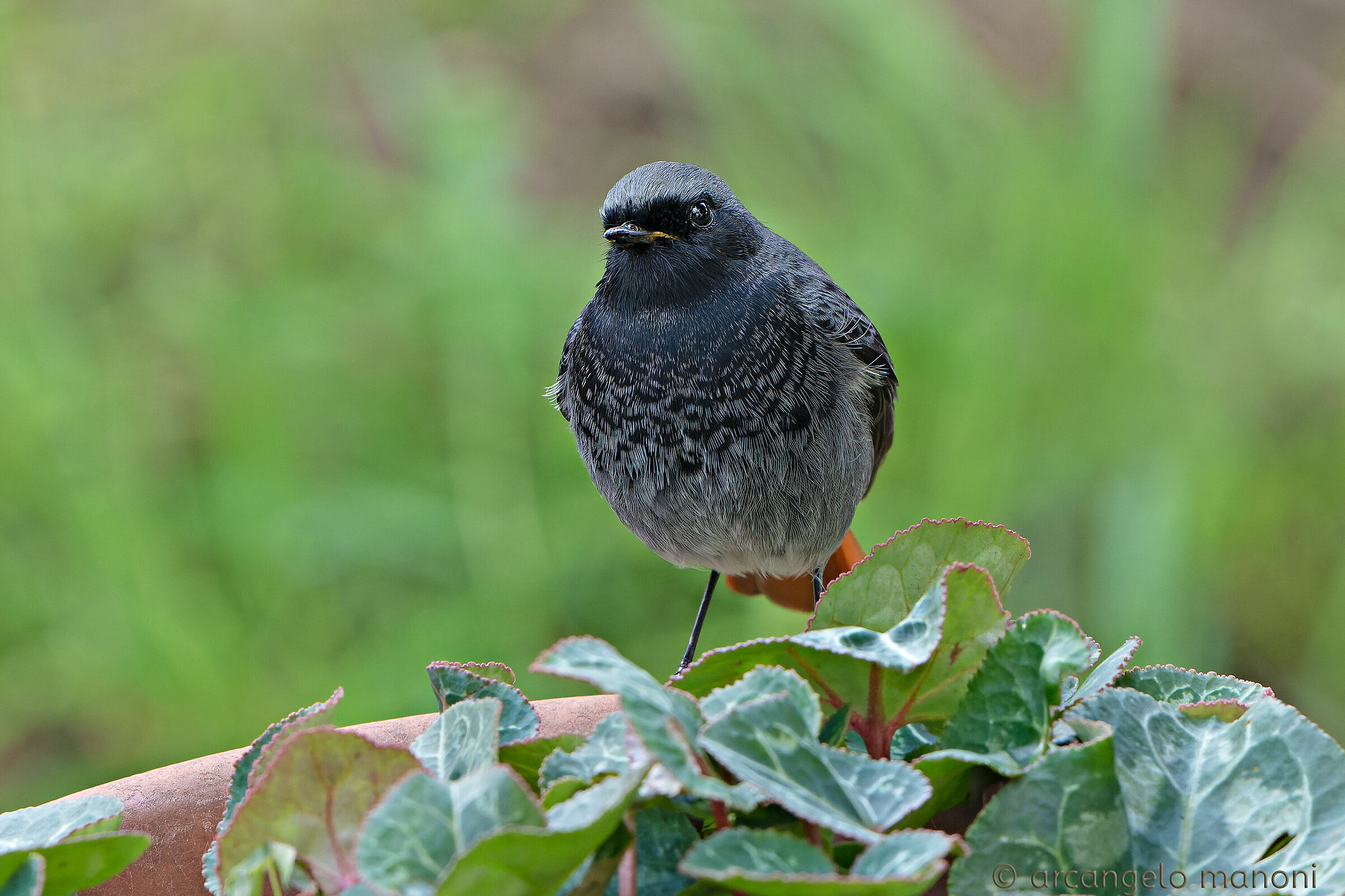 Maschietto di codirosso spazzacamino