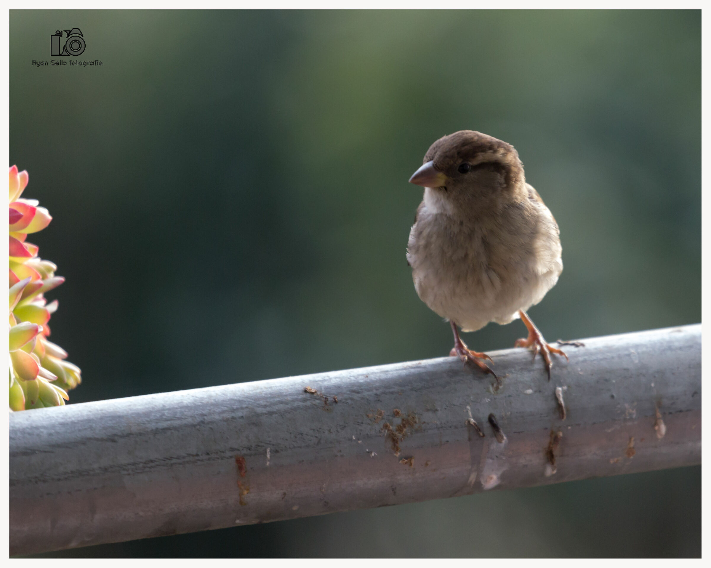 I'm hungry thank you