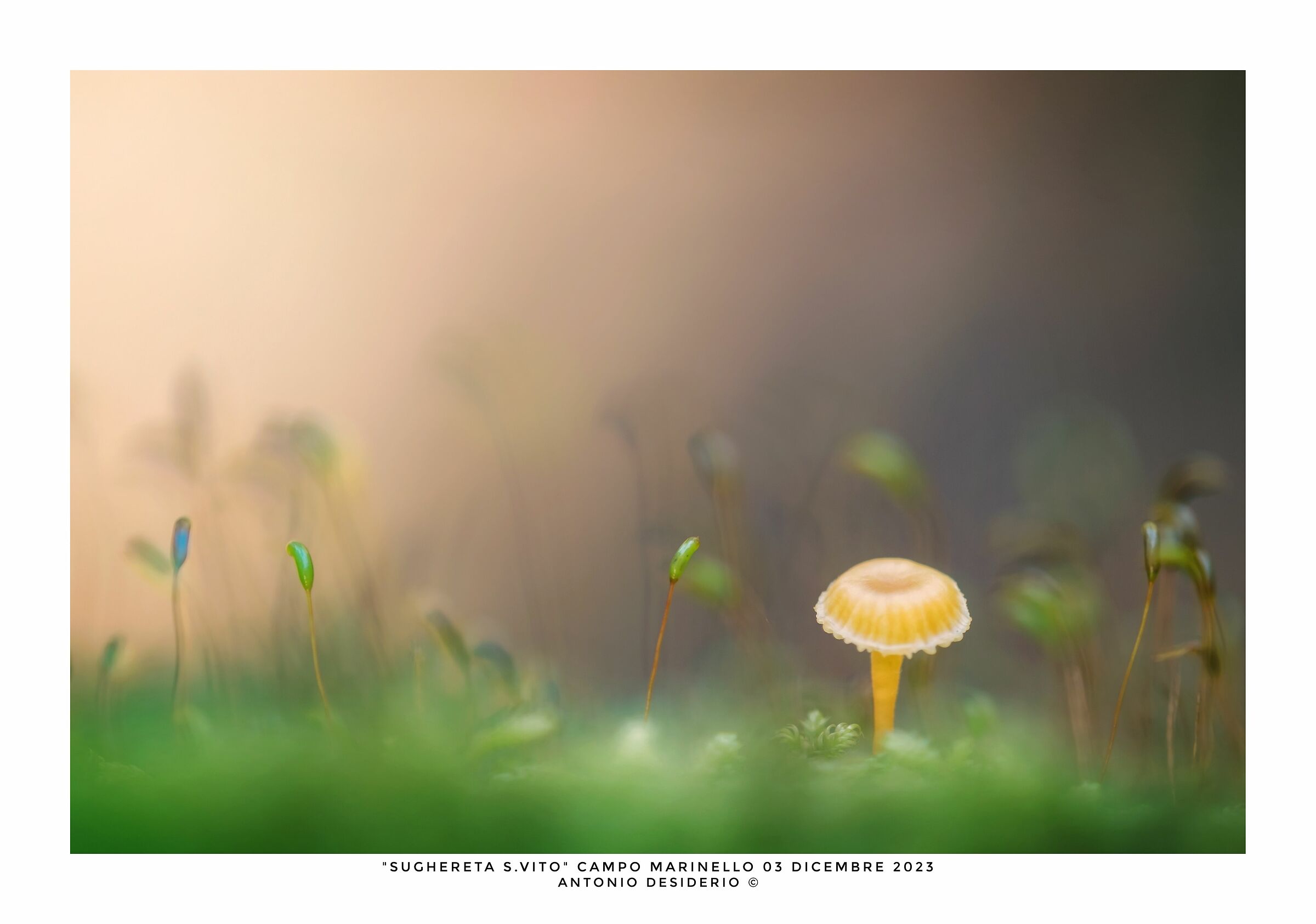 The macro world of the undergrowth...