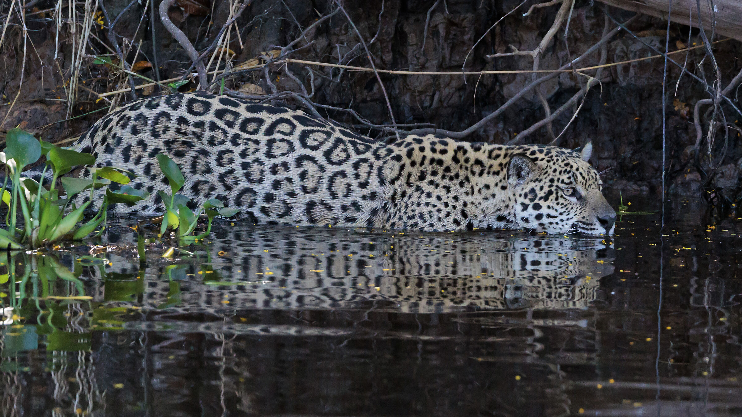 The jaguar enters water
