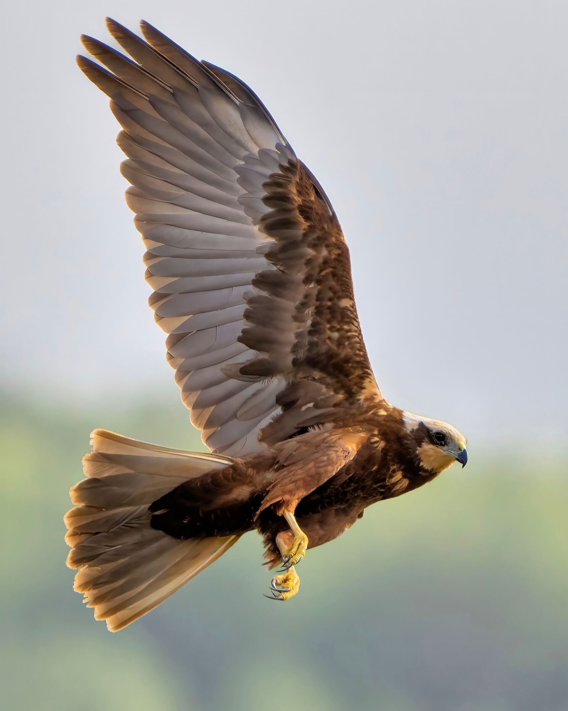 Femmina di Falco di palude (Circus aeruginosus)