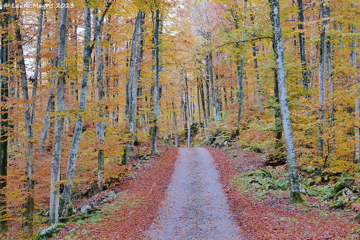 Going up among the colors