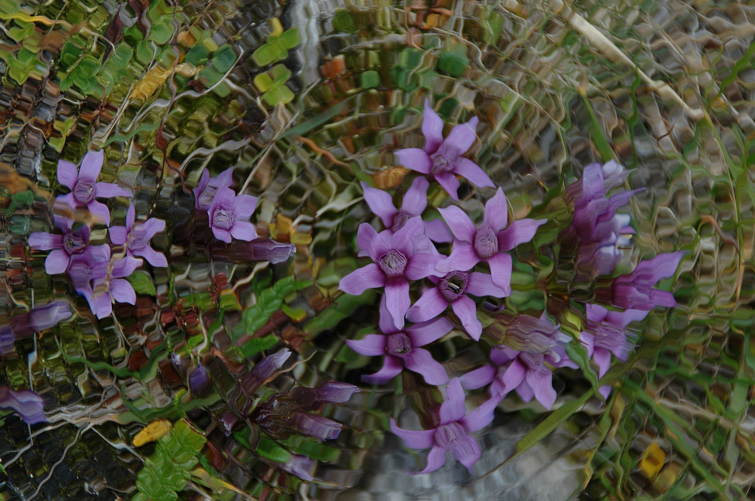 reflected in the mosaic