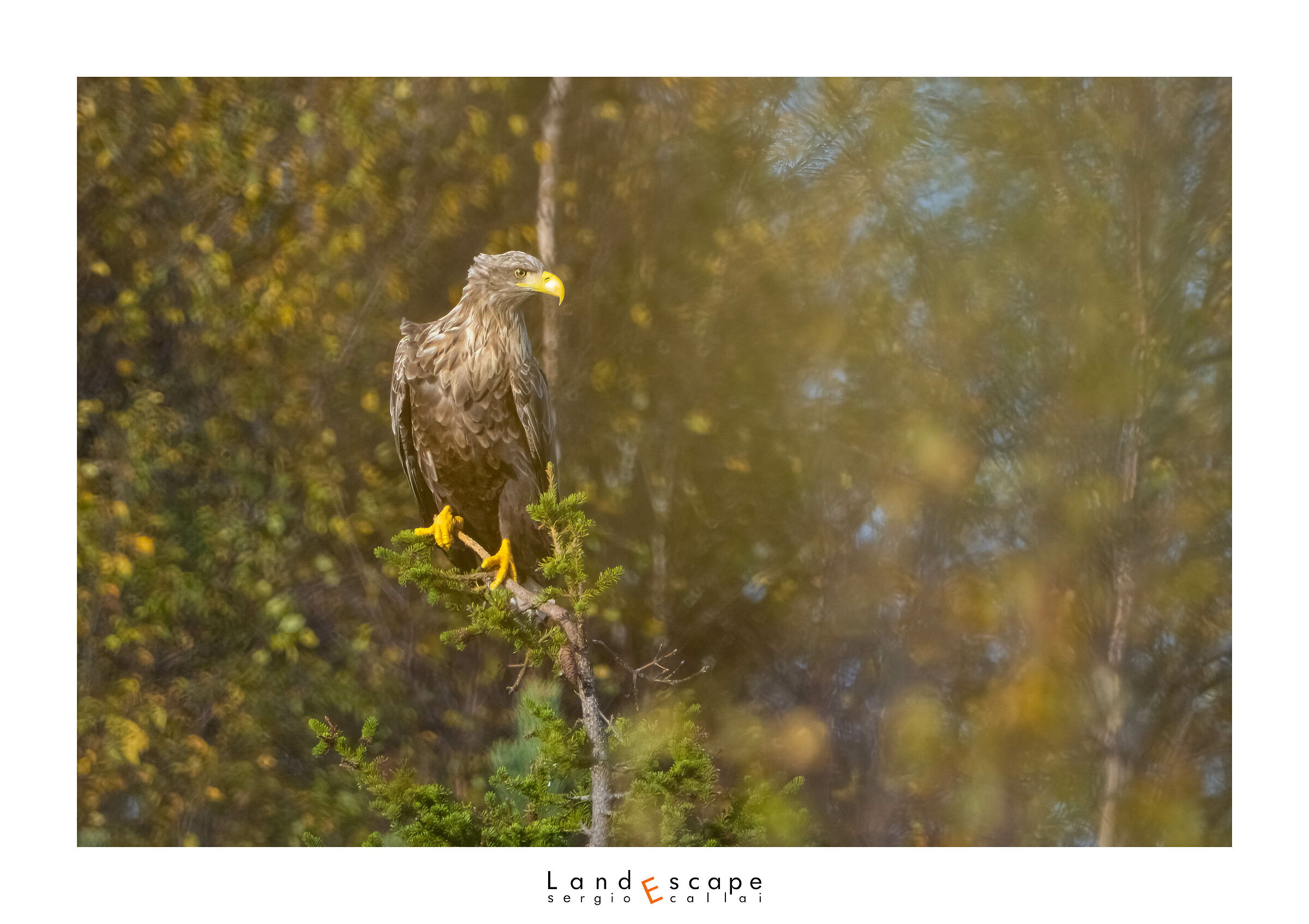 White-tailed Sea Eagle