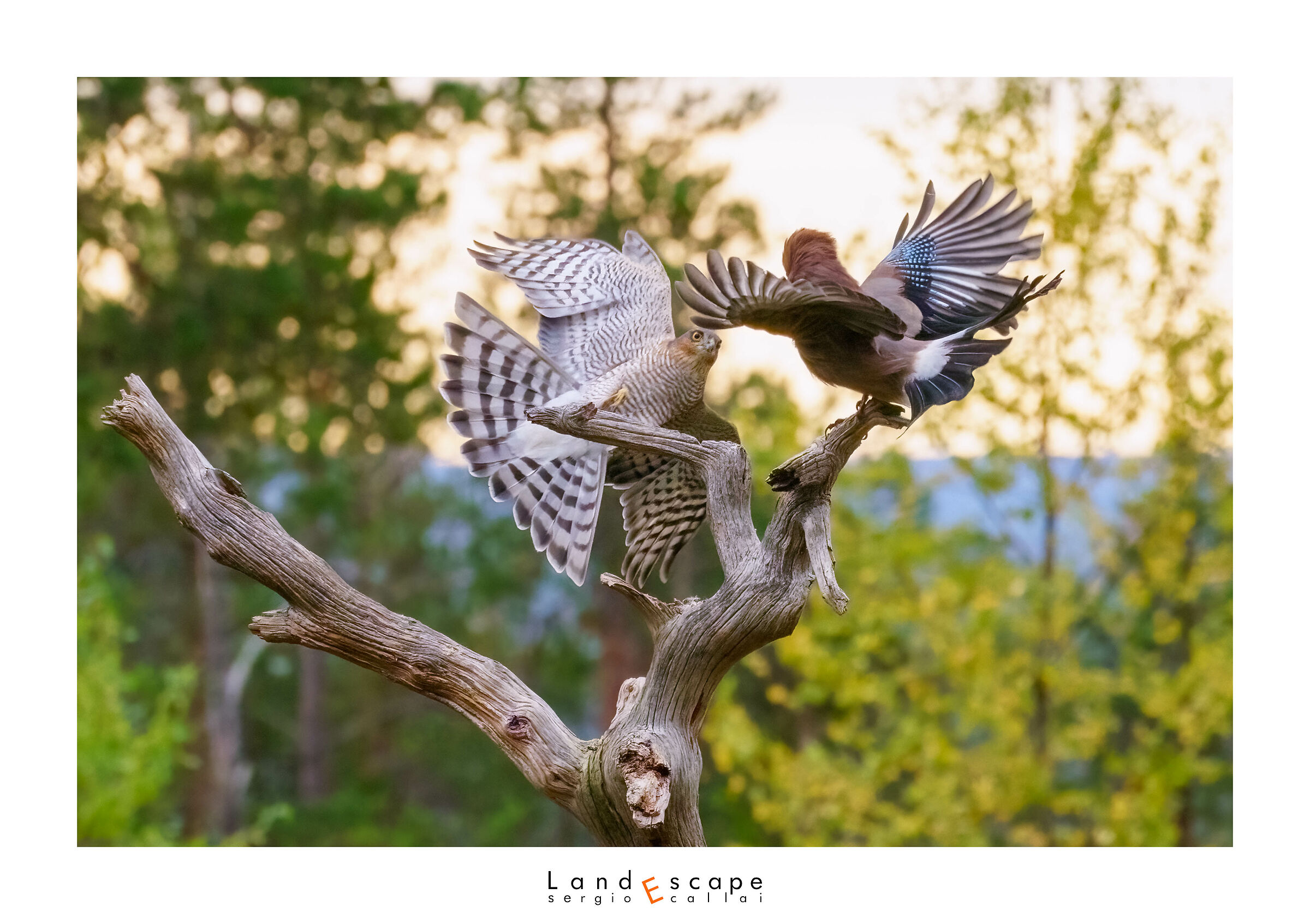 Sparrowhawk vs Jay