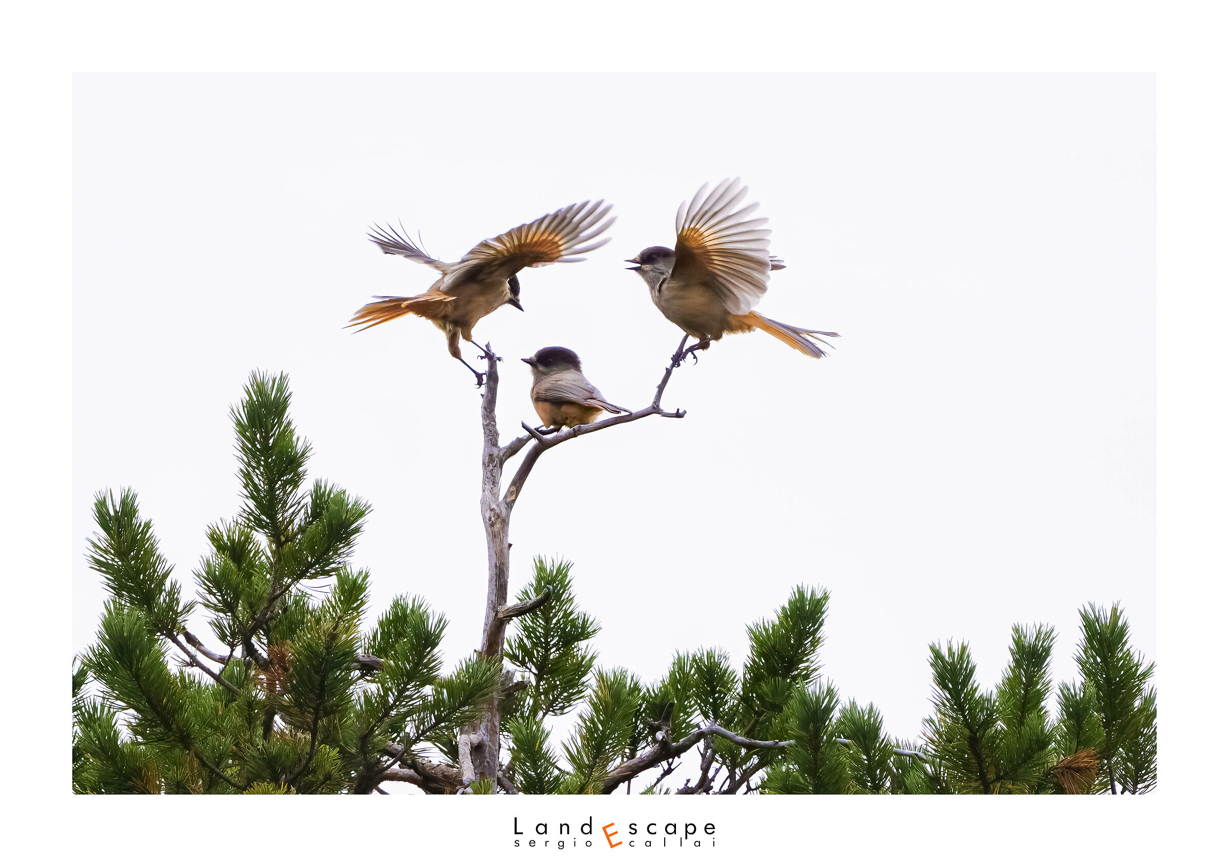 4 chats between Siberian Jays