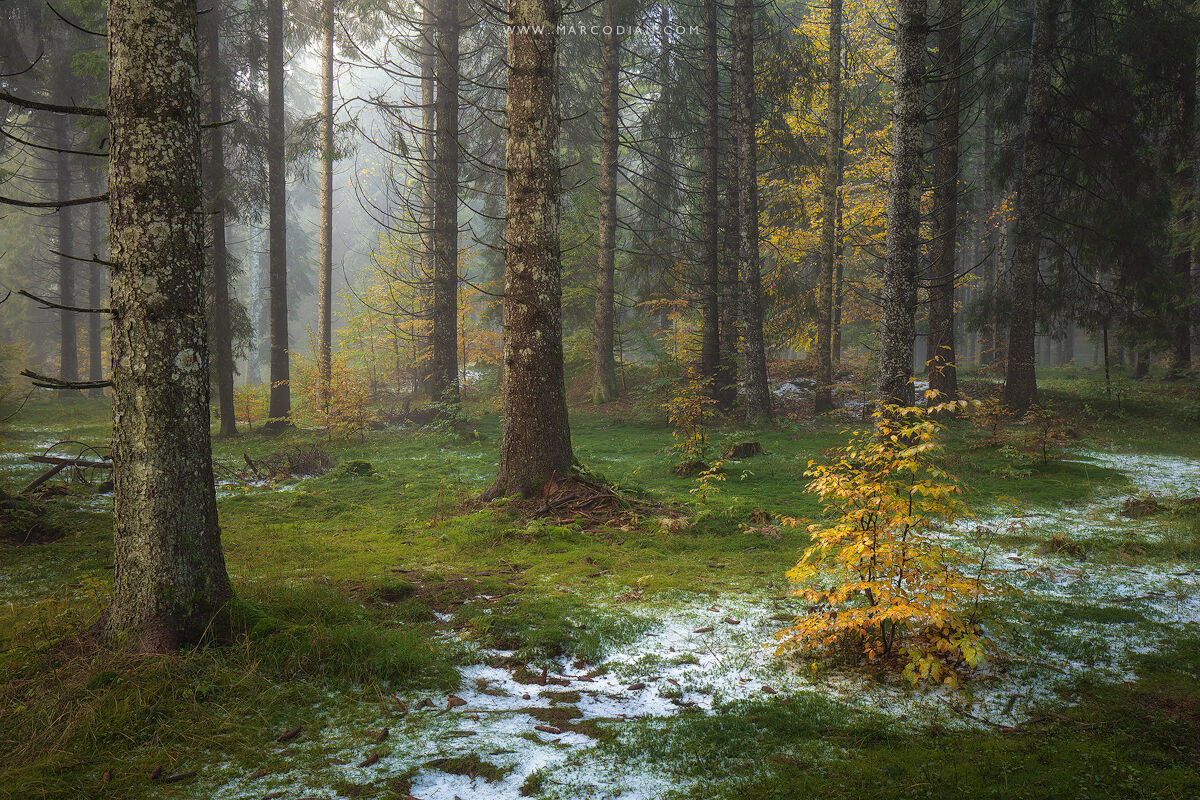 Metti una mattina nel bosco
