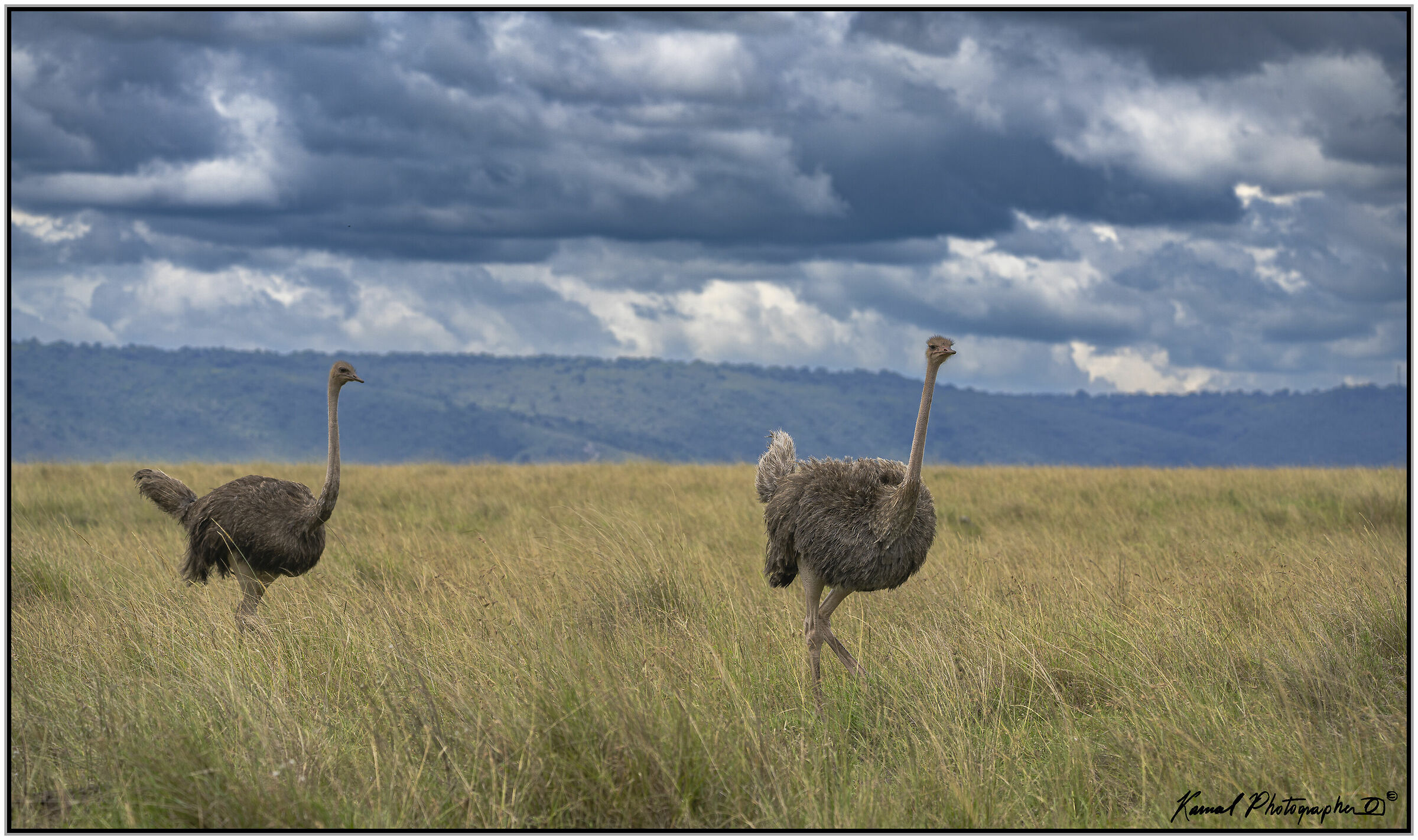 (Struzzo sudafricano)(Struthio camelus)