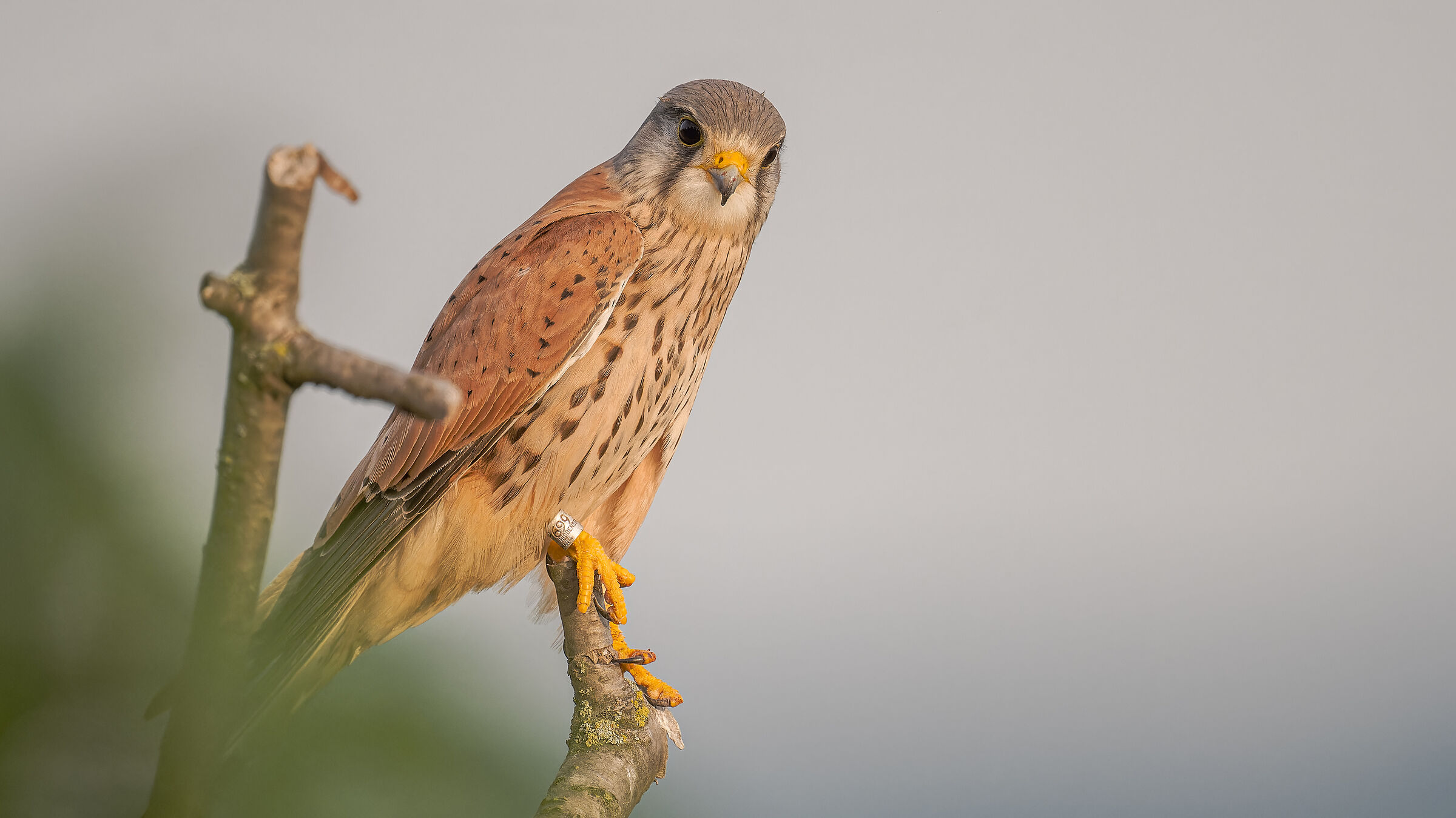 kestrel
