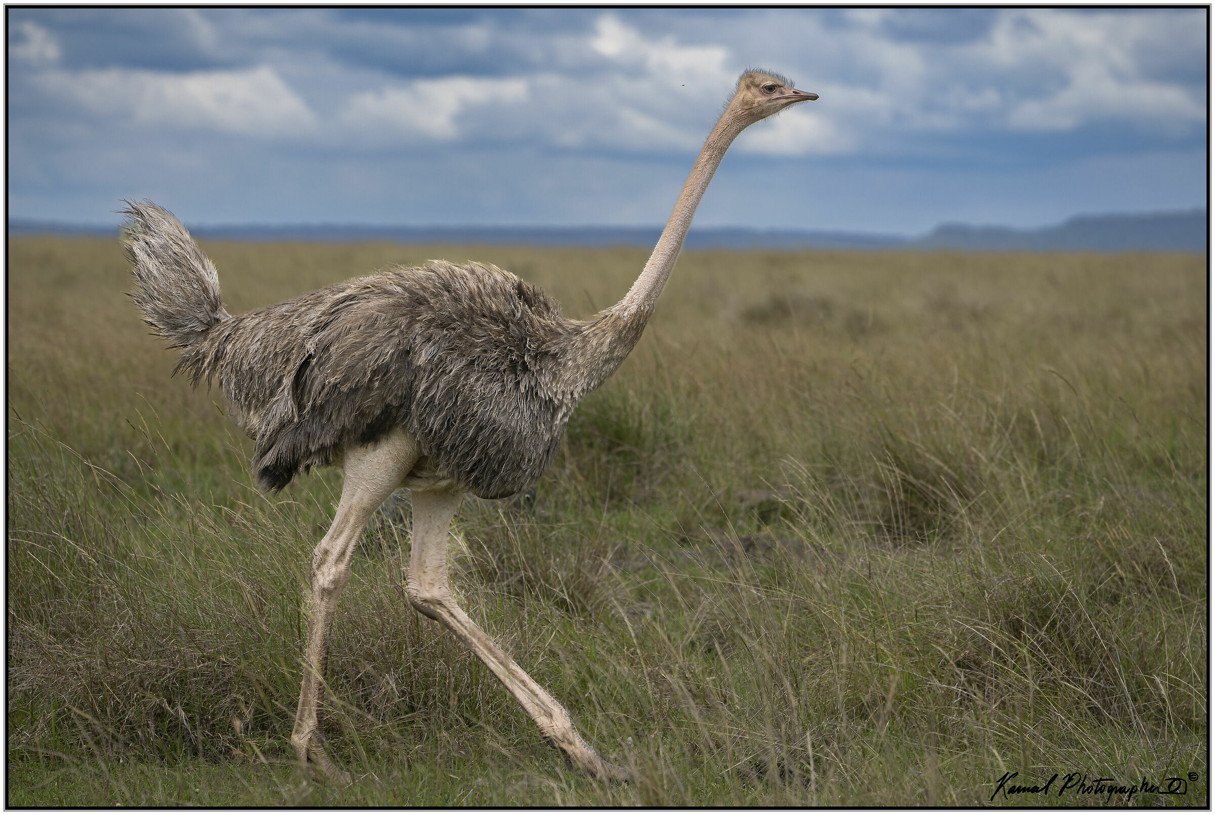 (Struzzo sudafricano)(Struthio camelus)