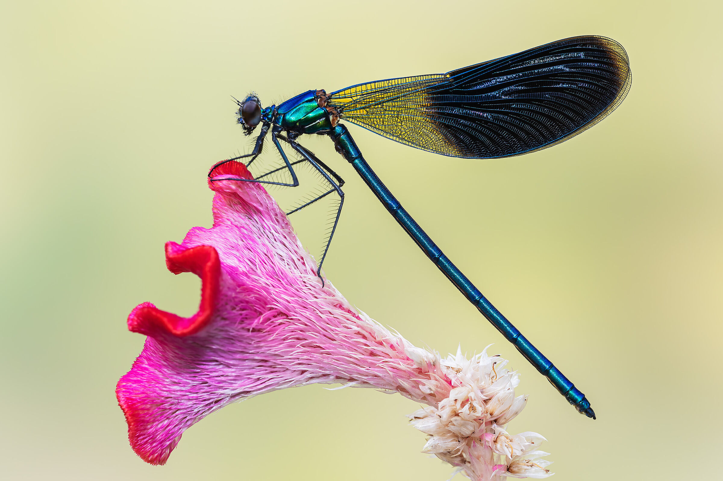 Calopteryx splendens