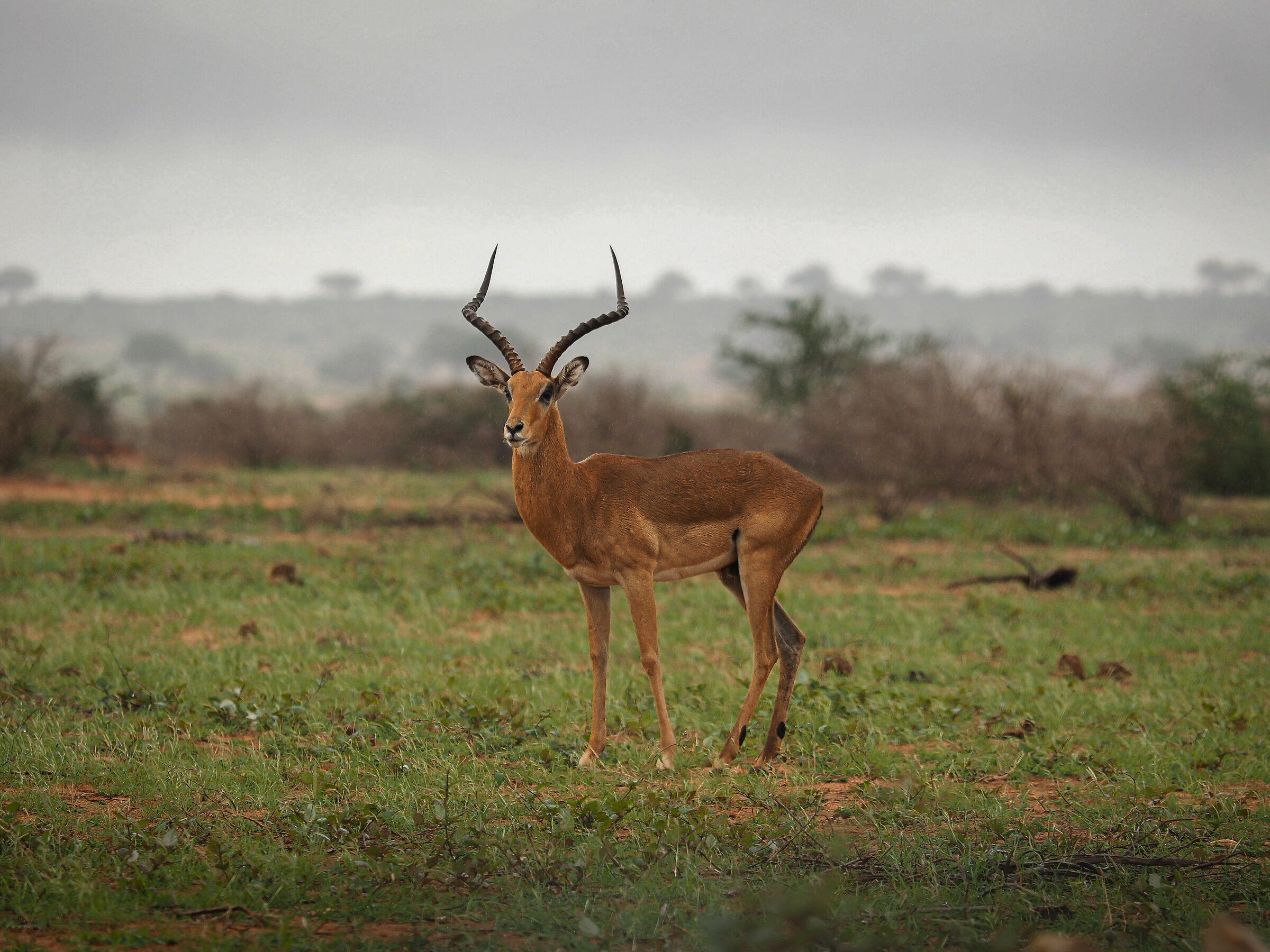 Impala sotto la pioggia