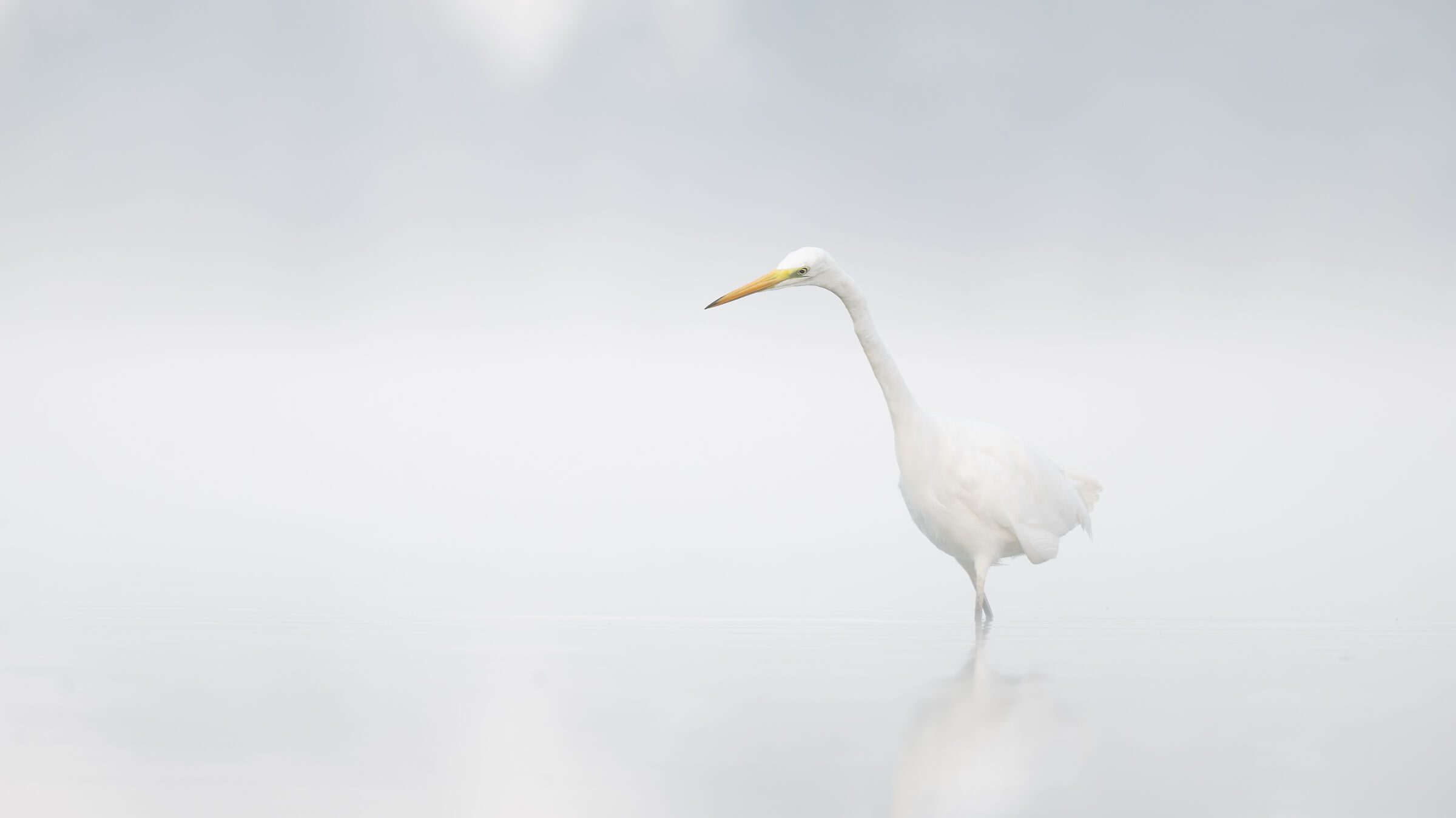 Great egret in the foggy morning