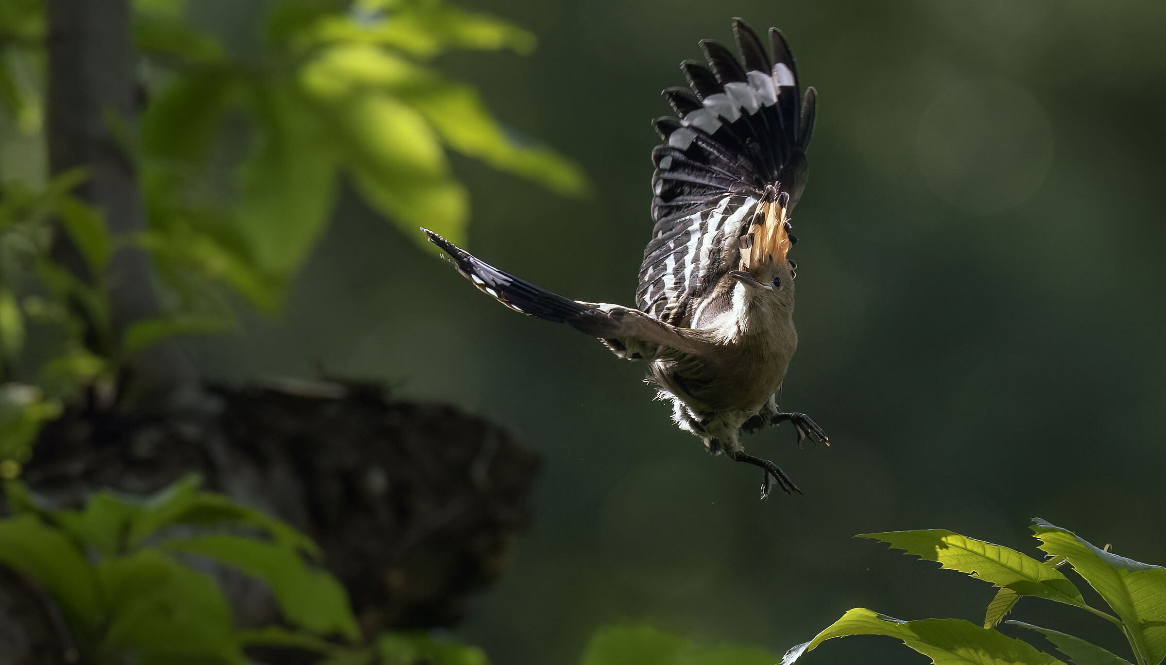 Hoopoe in flight 2023