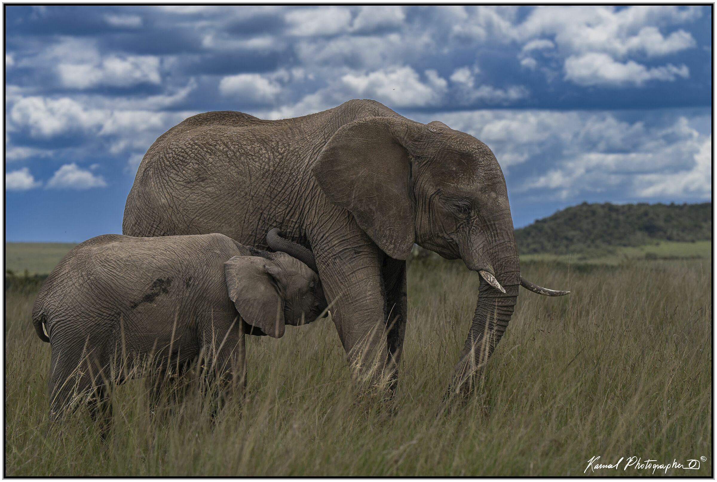 African Savannah Elephant (Loxodonta africana)