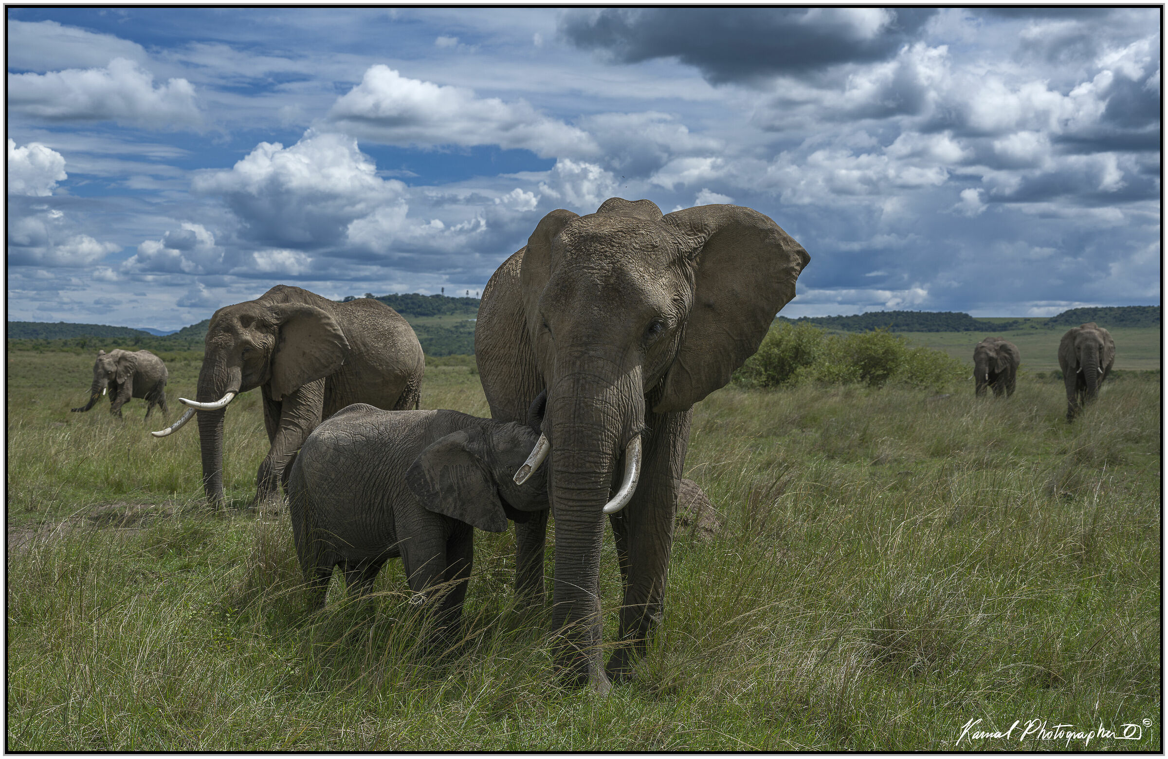 African Savannah Elephant (Loxodonta africana)