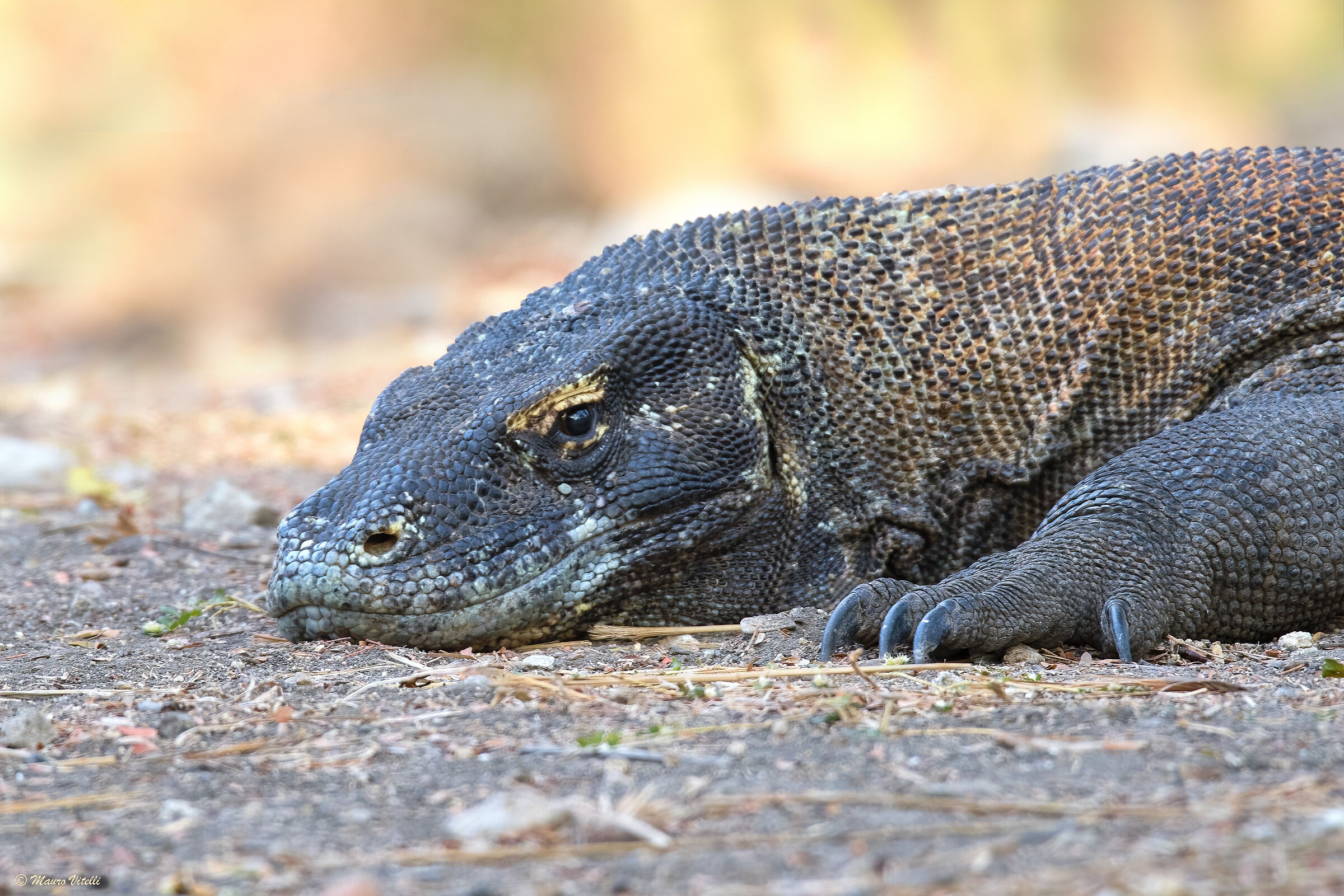 Drago di Komodo (Varanus komodoensis)