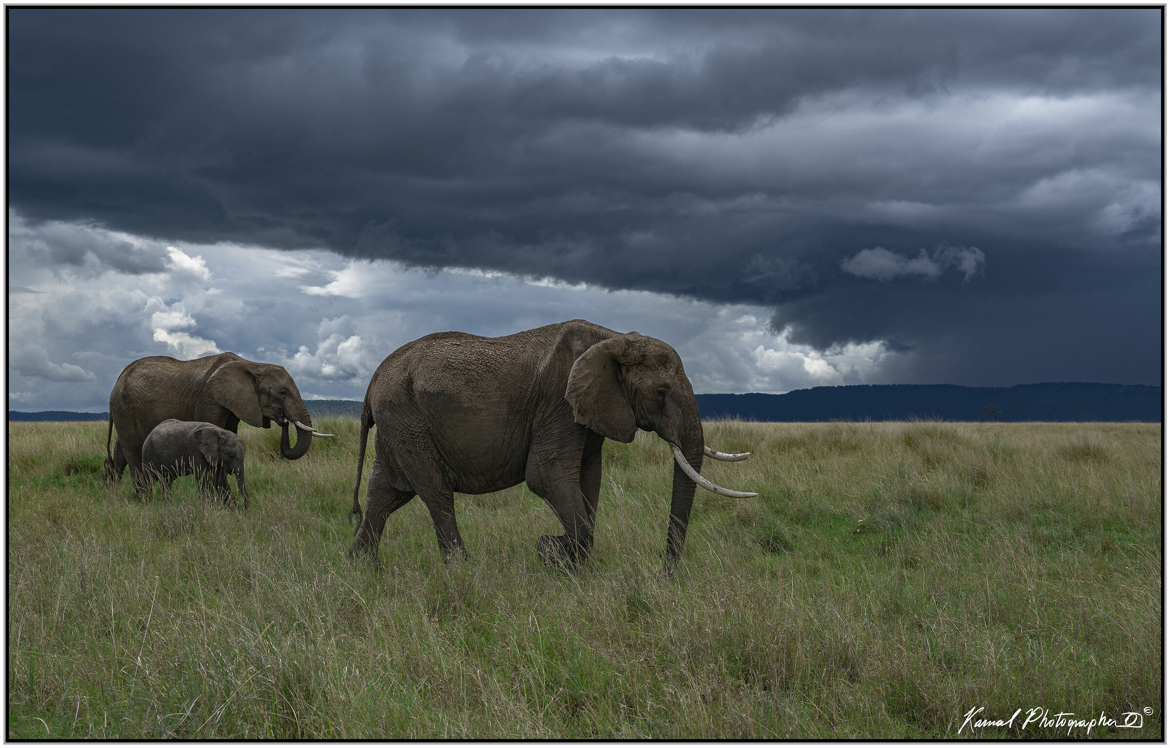 African Savannah Elephant (Loxodonta africana)