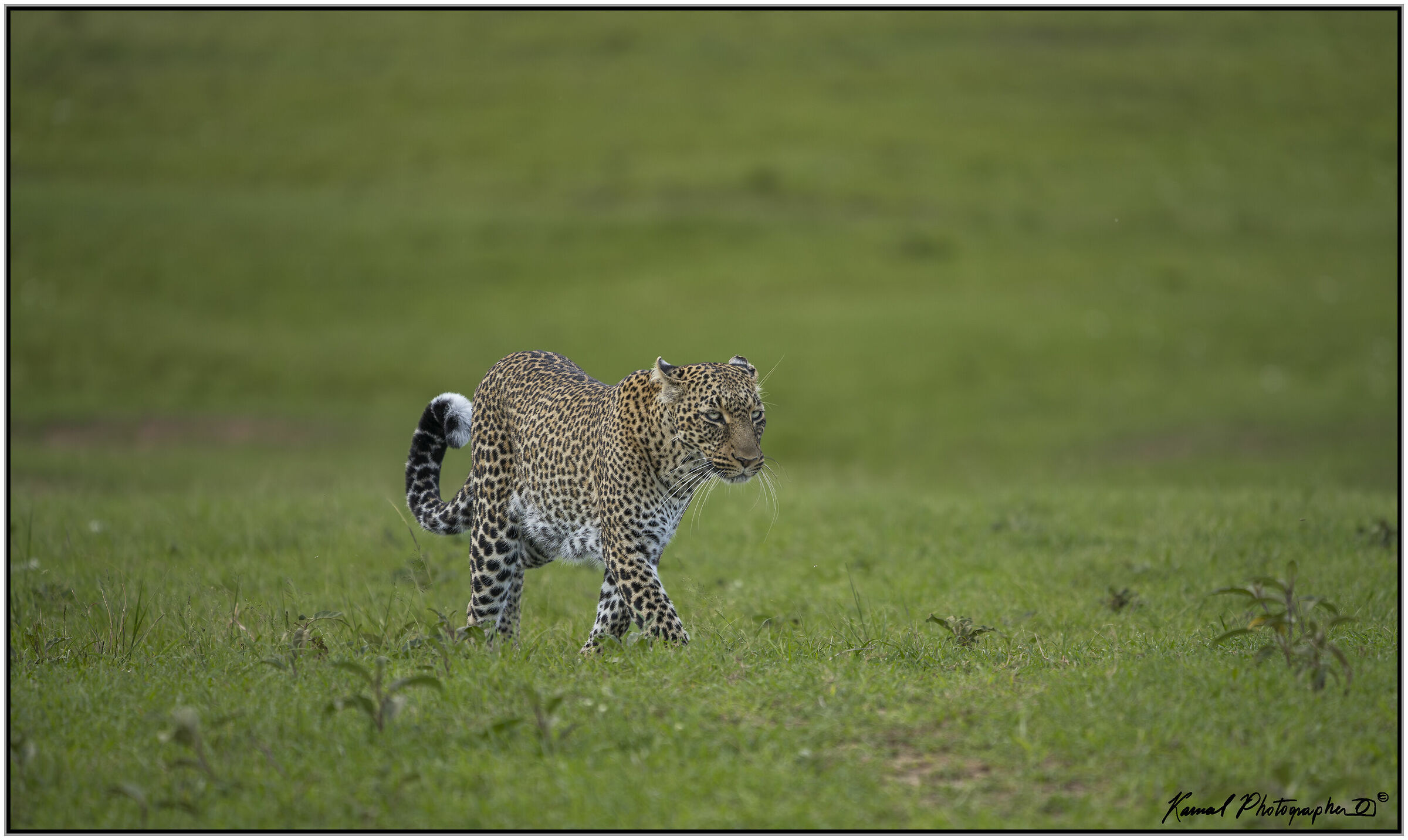 Leopardo(Panthera pardus)