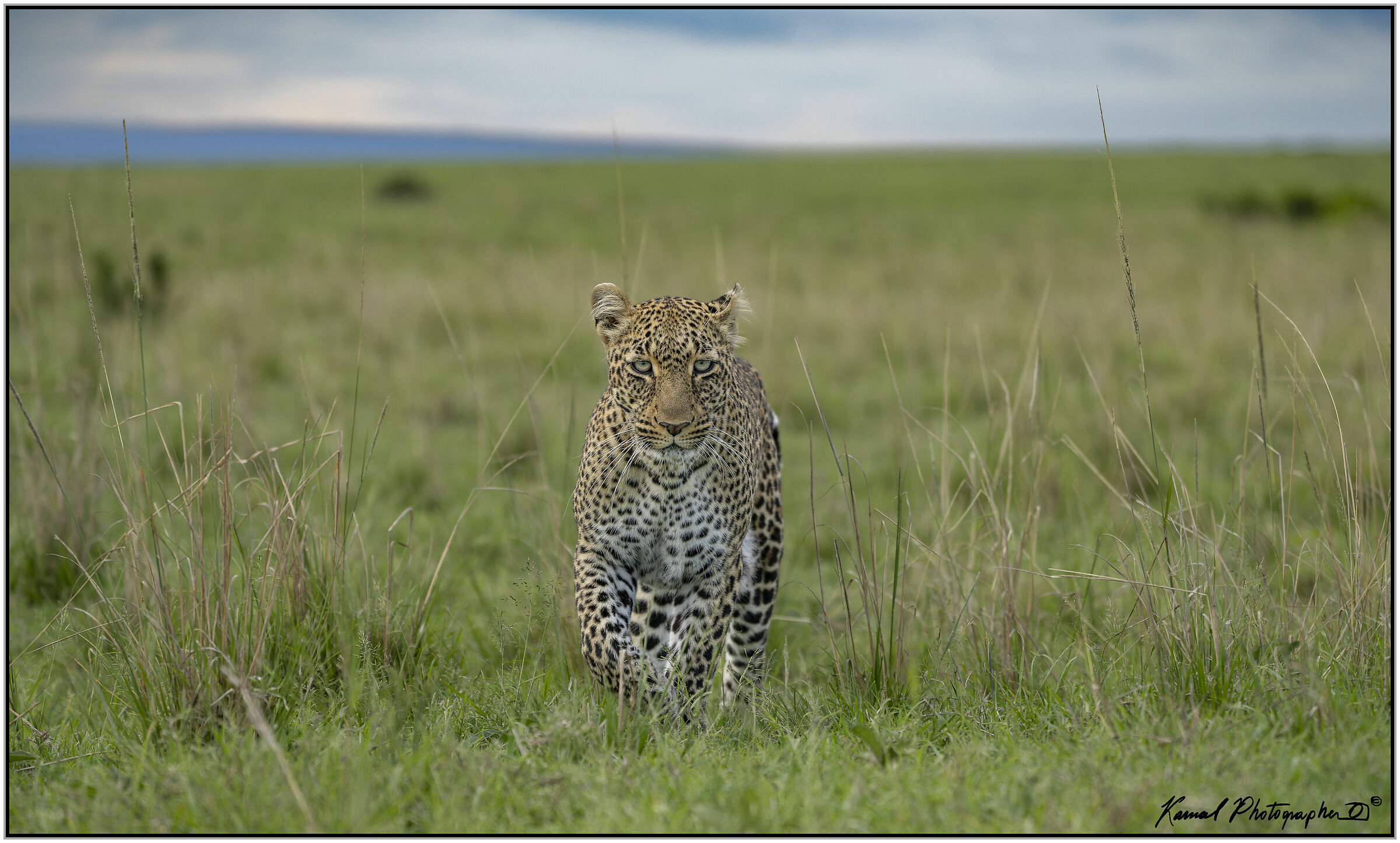 Leopardo(Panthera pardus)