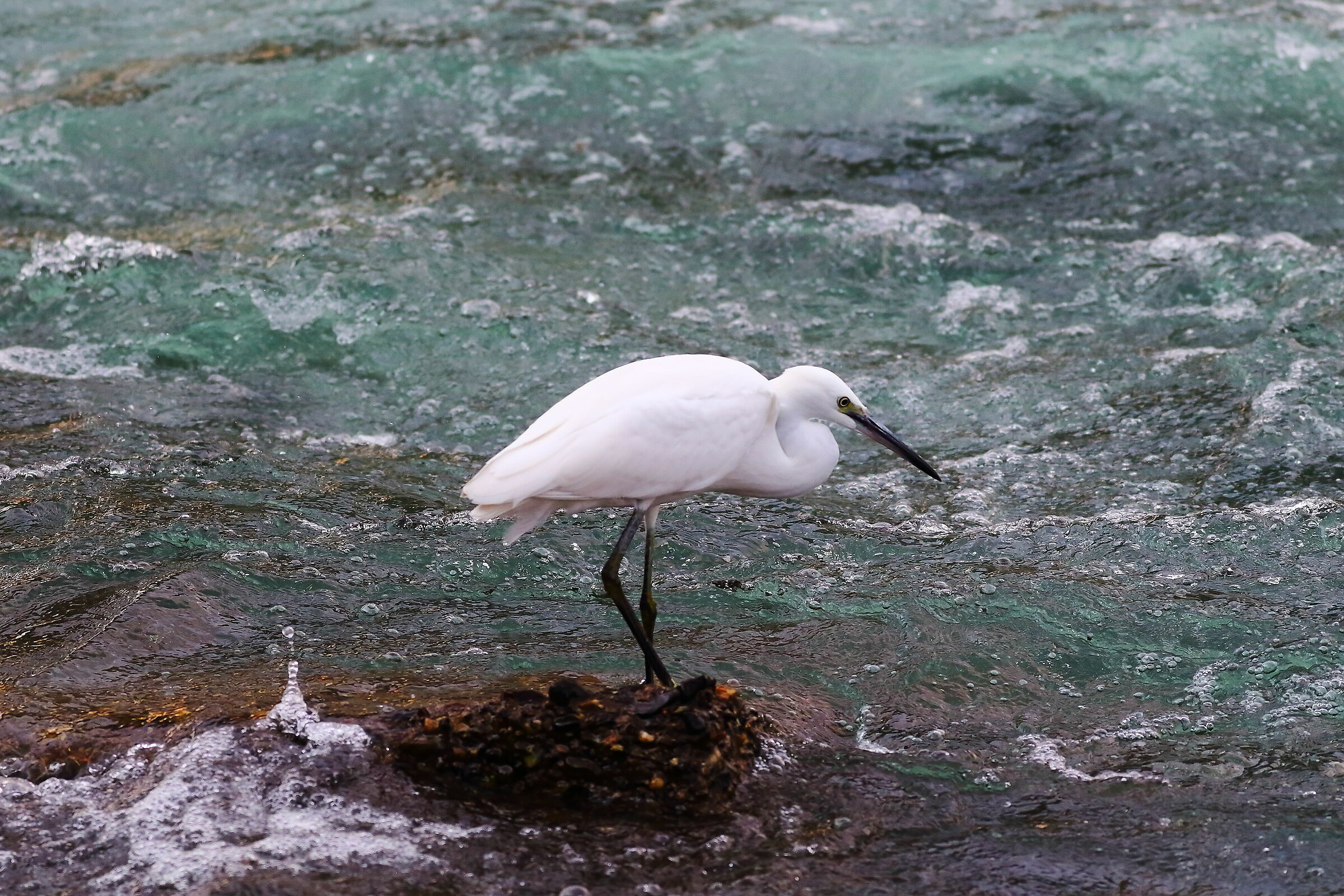 Little Egret 01 August 2023