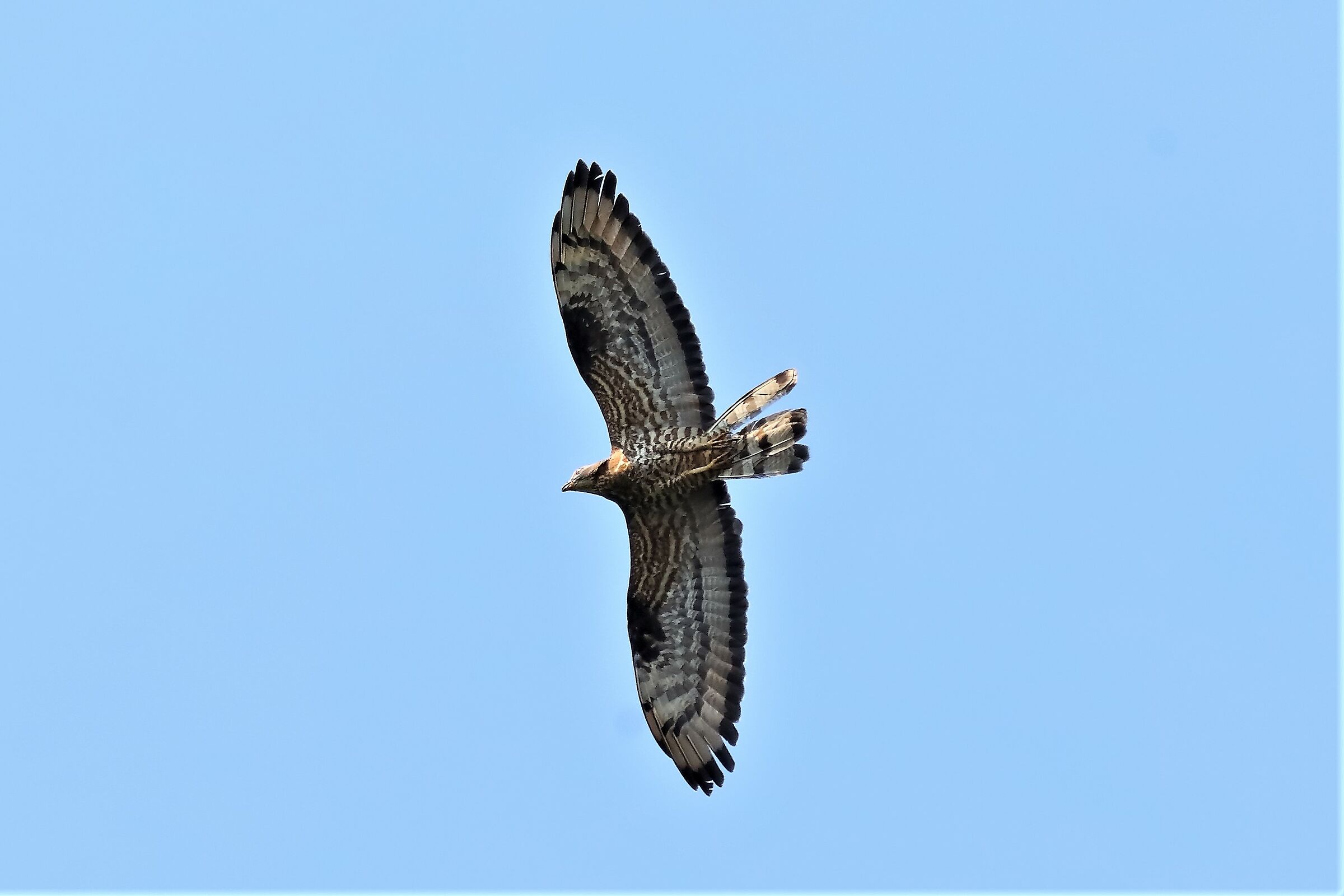 Honey buzzard 11-07-2023