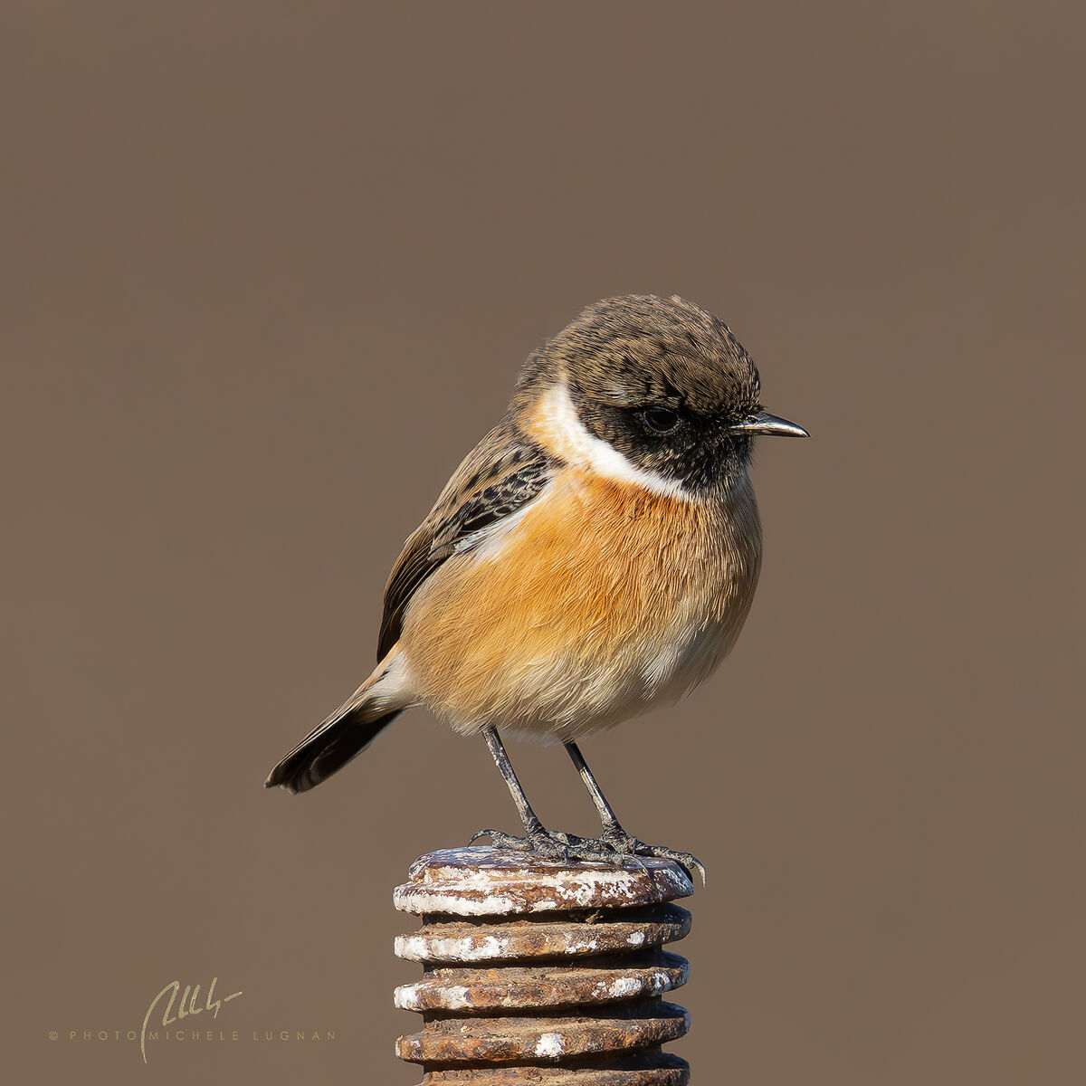 Sulla vite (Saxicola torquatus)