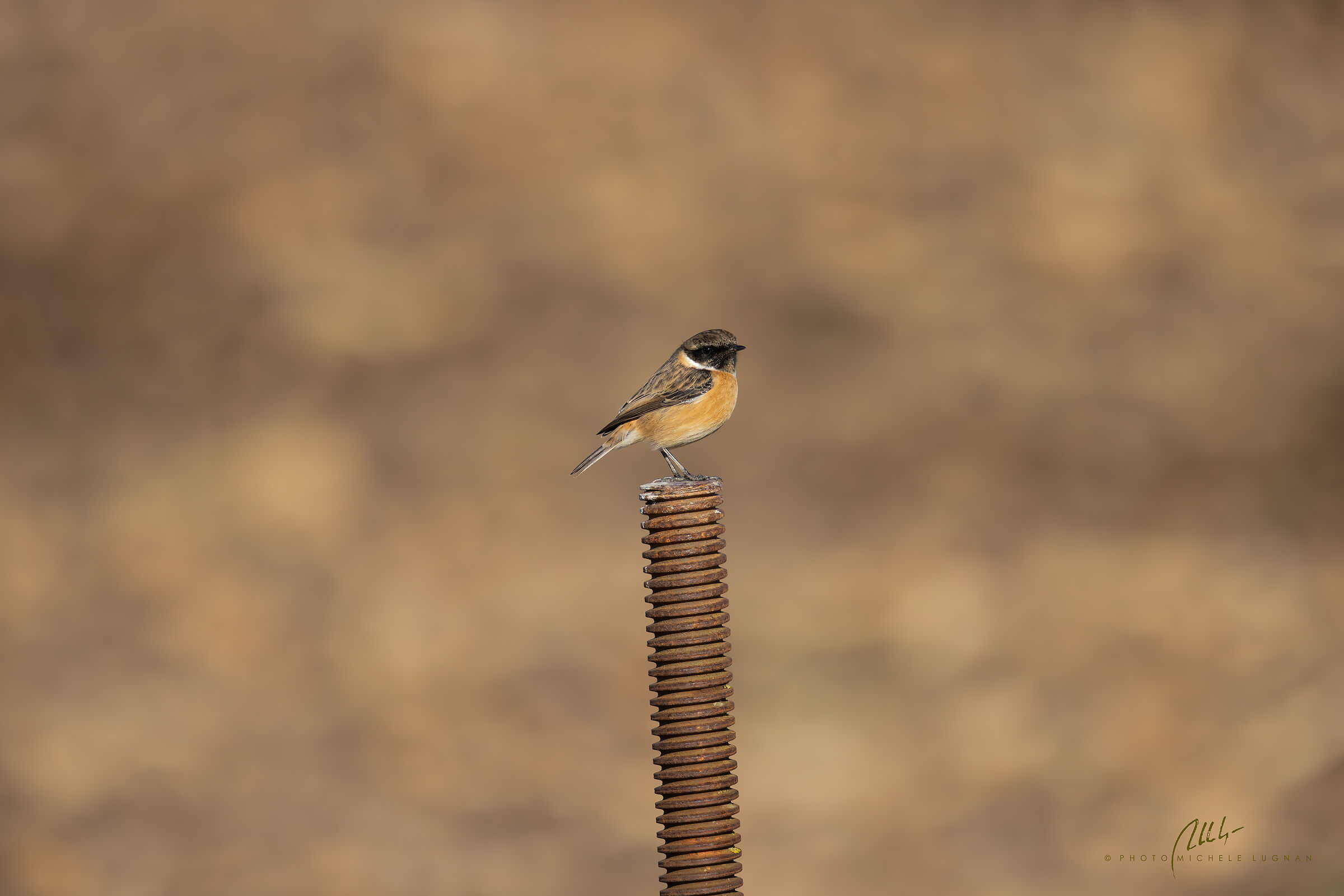 Sulla vite (Saxicola torquatus)