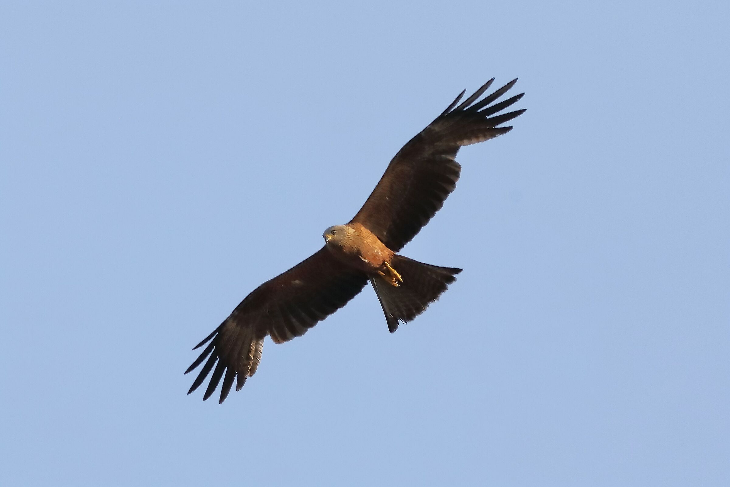 Black Kite 15-07-2023