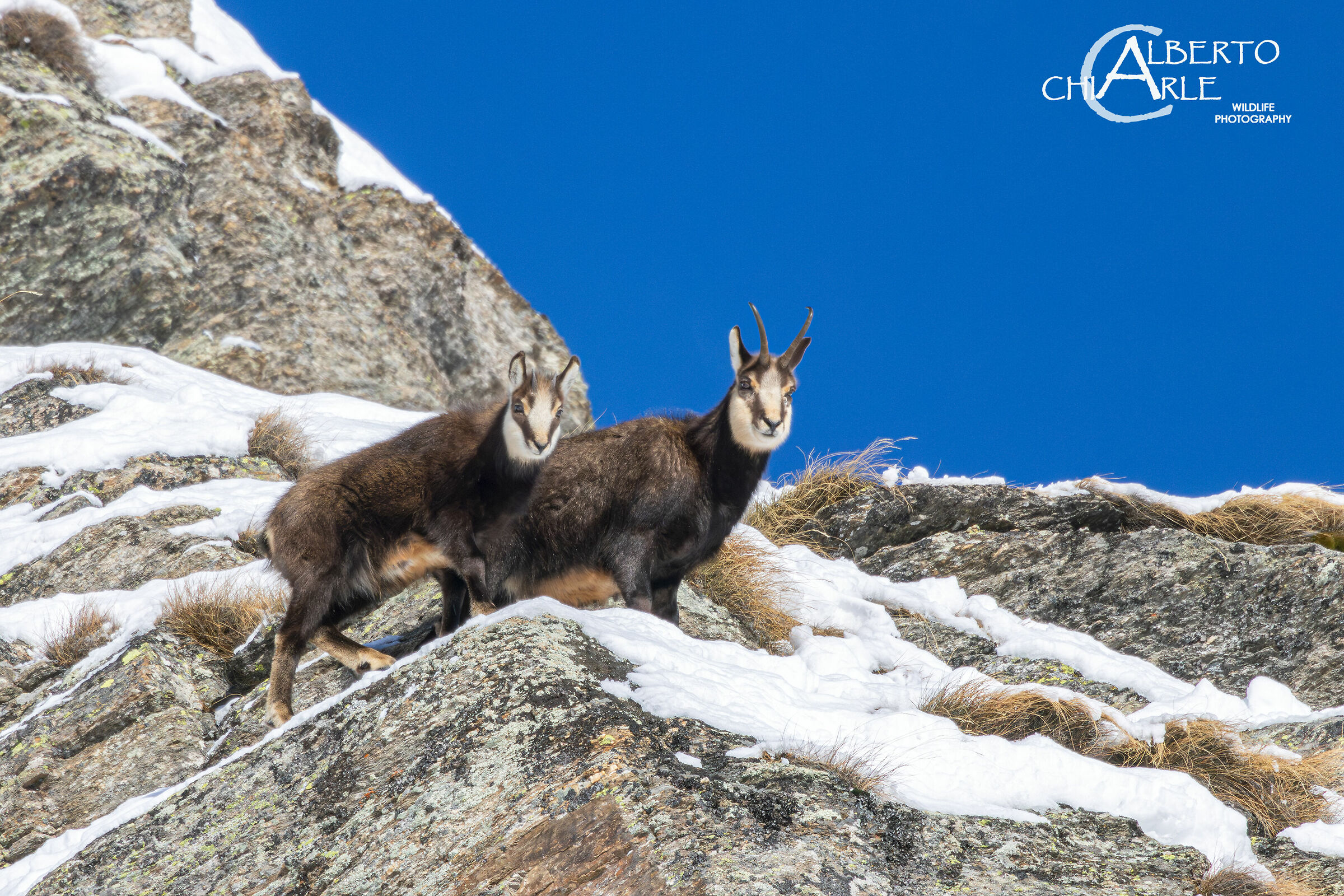 Chamois