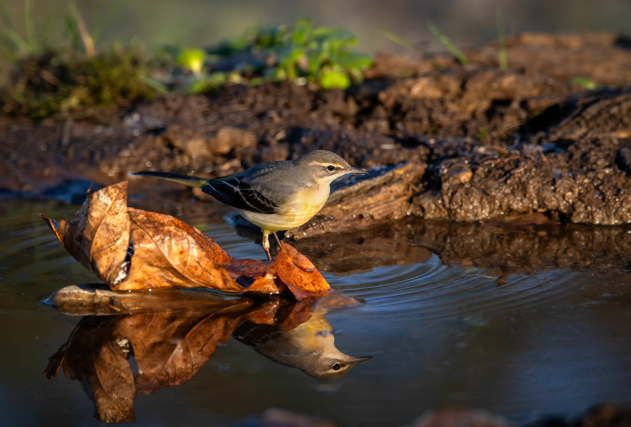 Yellow Ballerina #capannocora