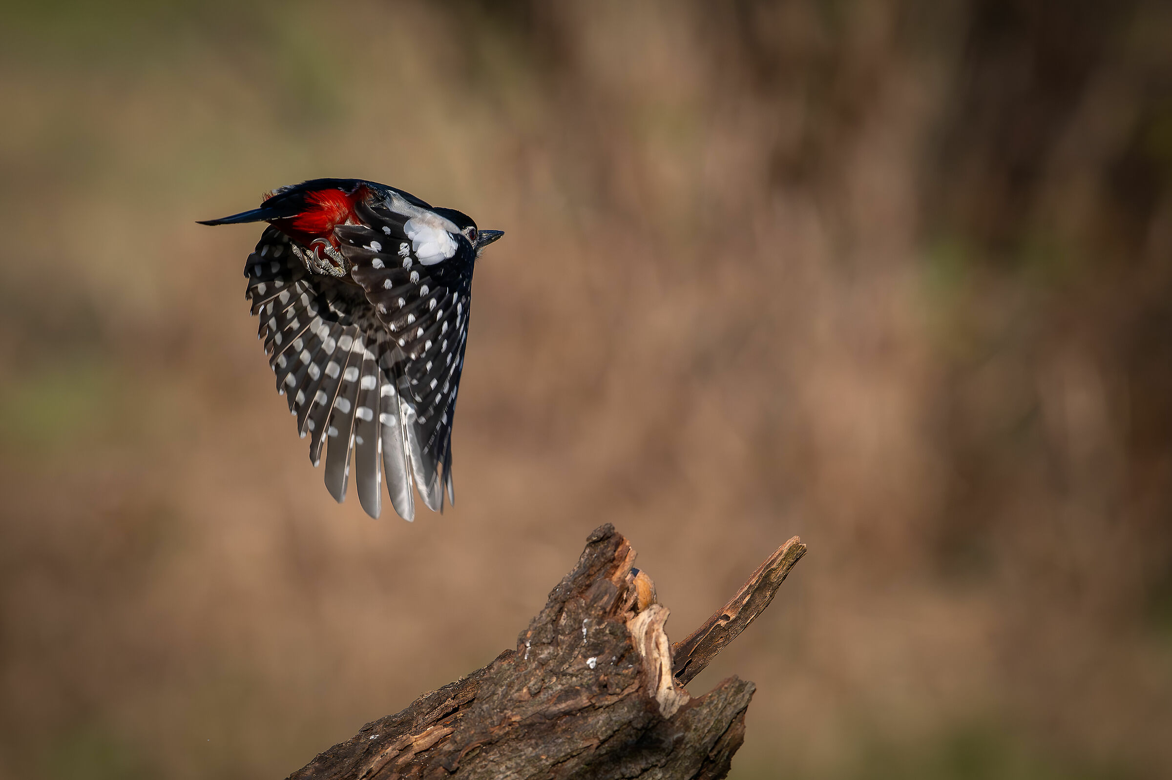 Spotted woodpecker #capannocora
