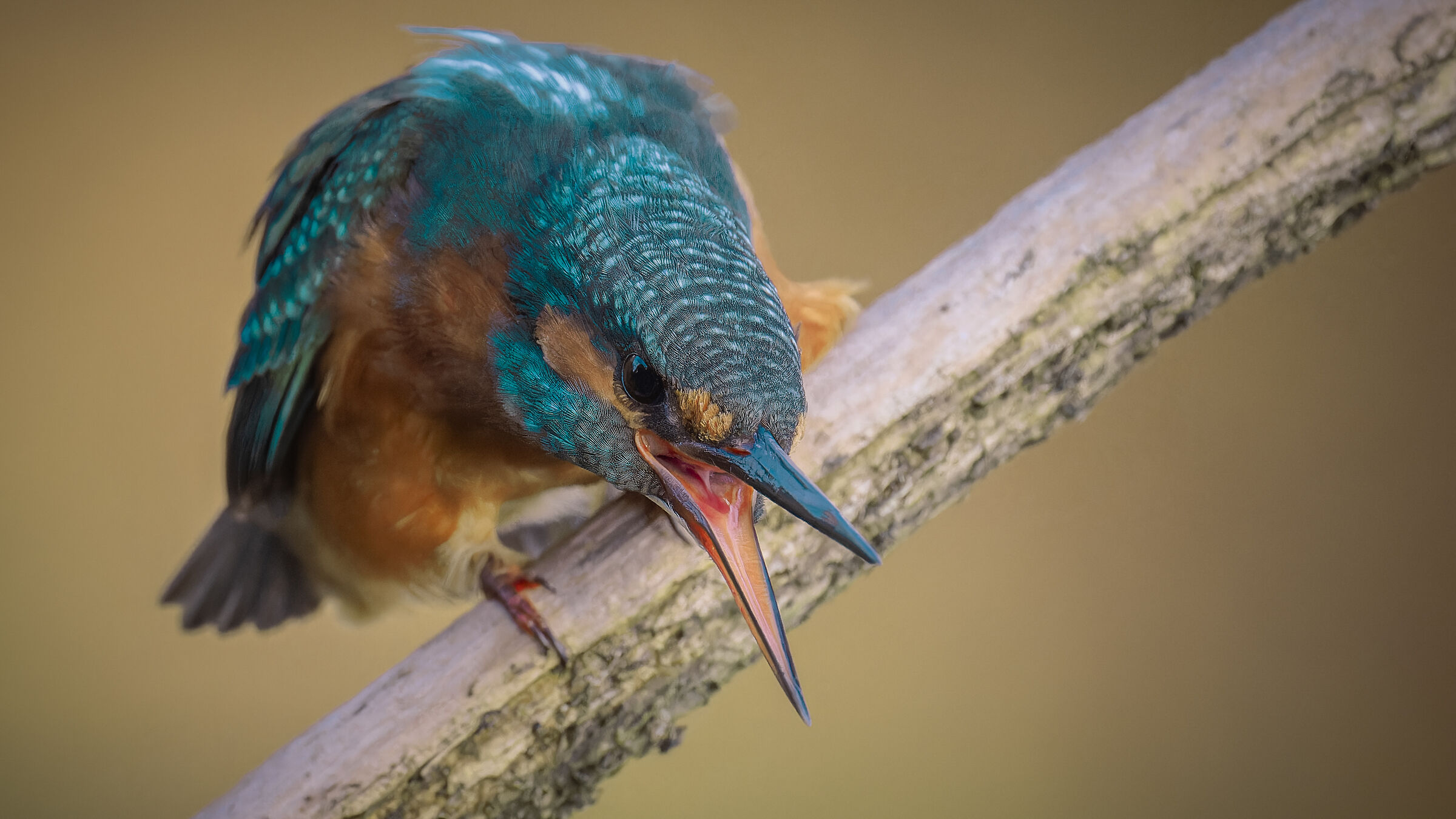 king fisher like a crinch