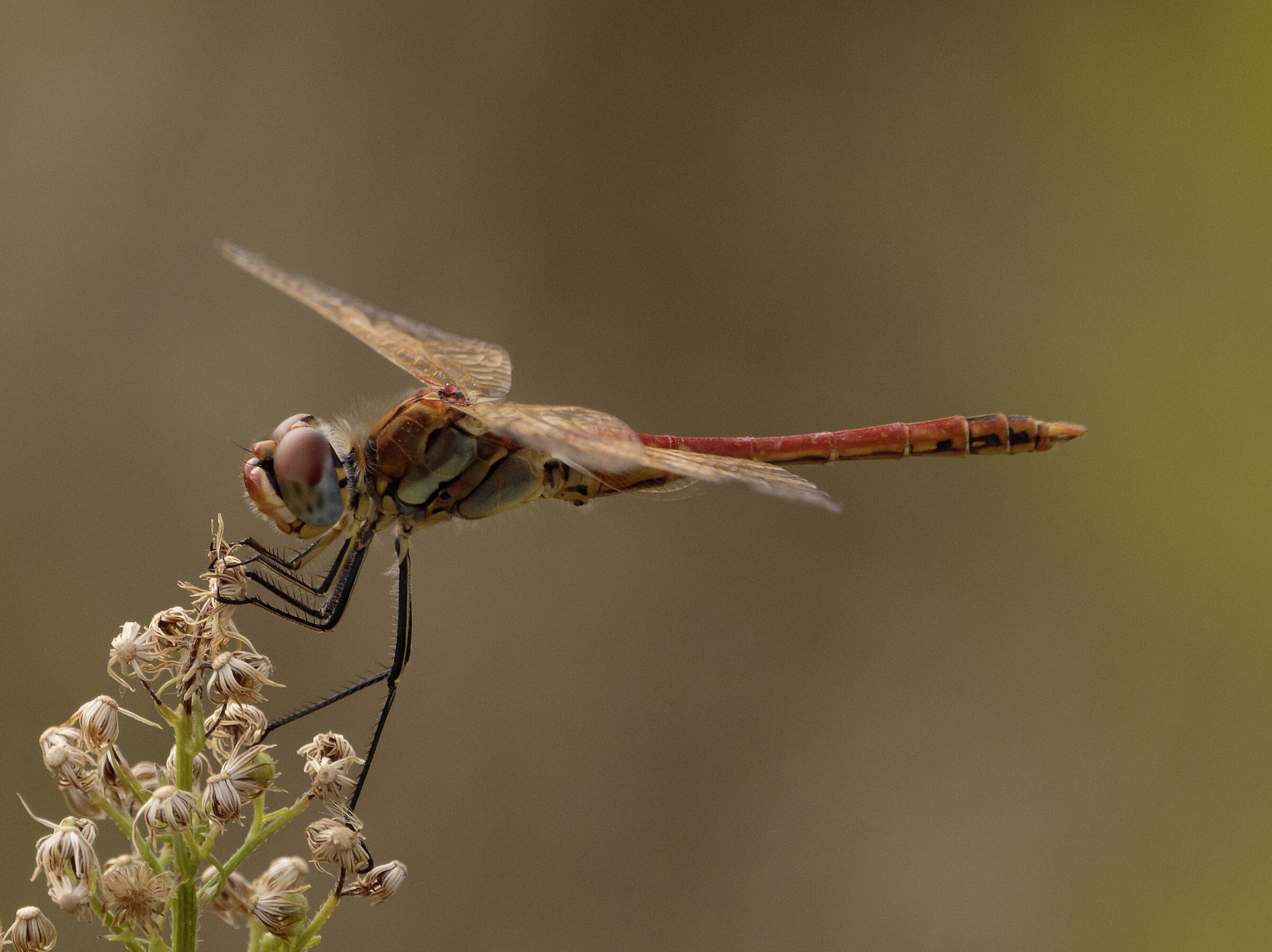 libellula sympetrum fonscolombii Senago MI 30/08/2023