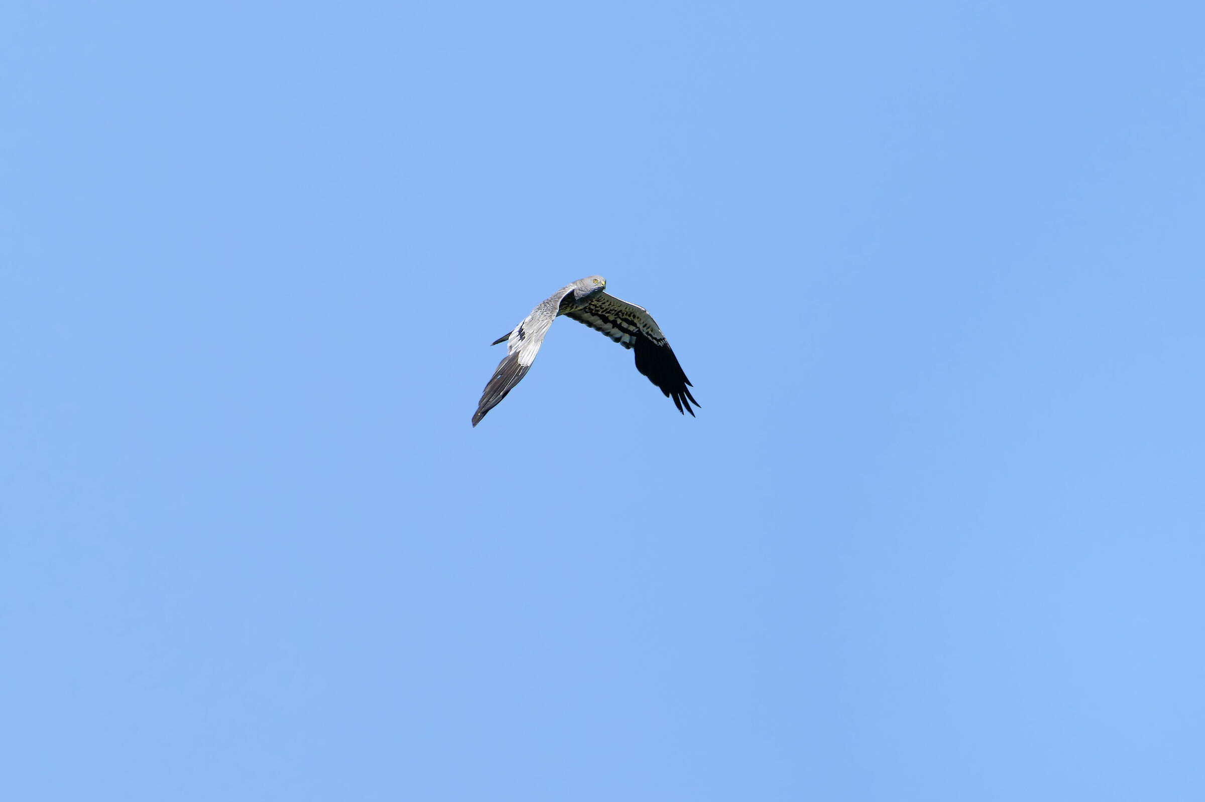 Male king harrier