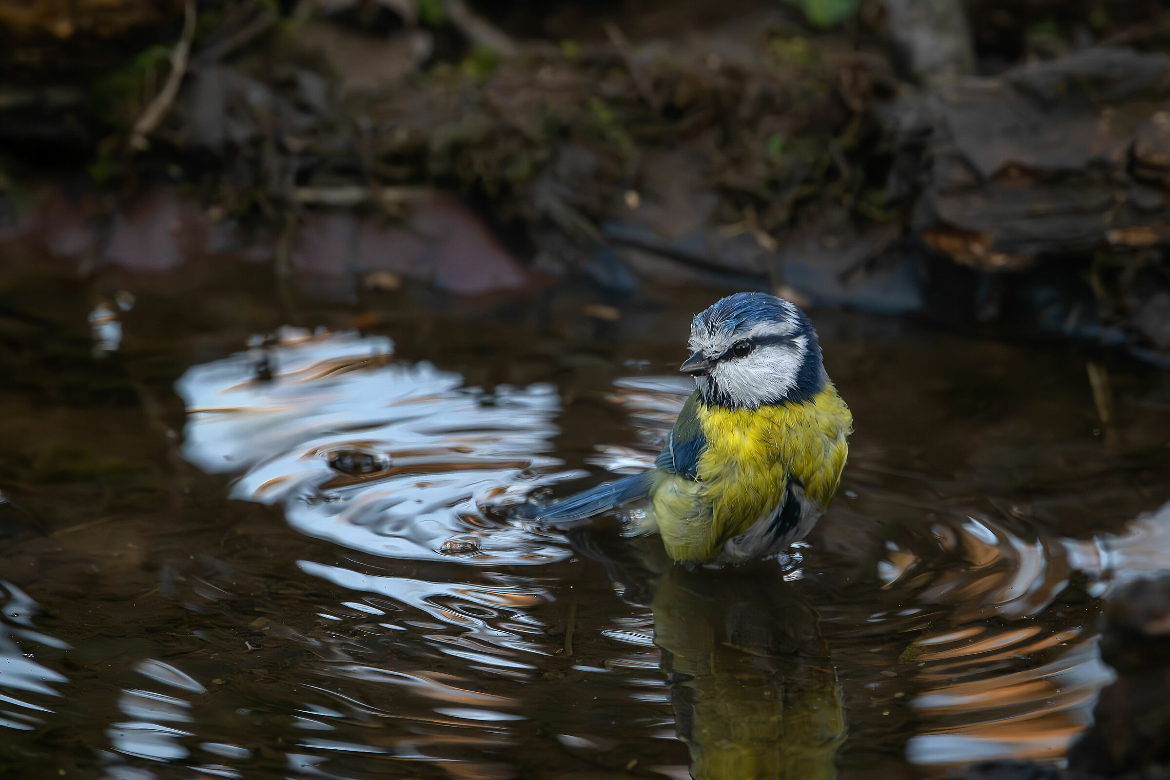 Cinciarella #capannocora
