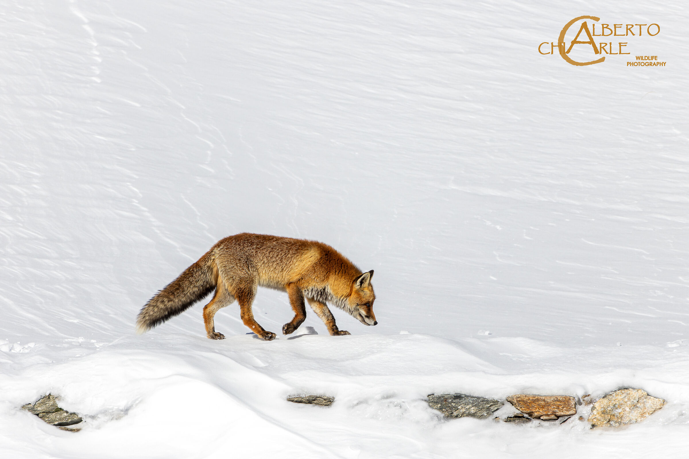 Fox in search of food