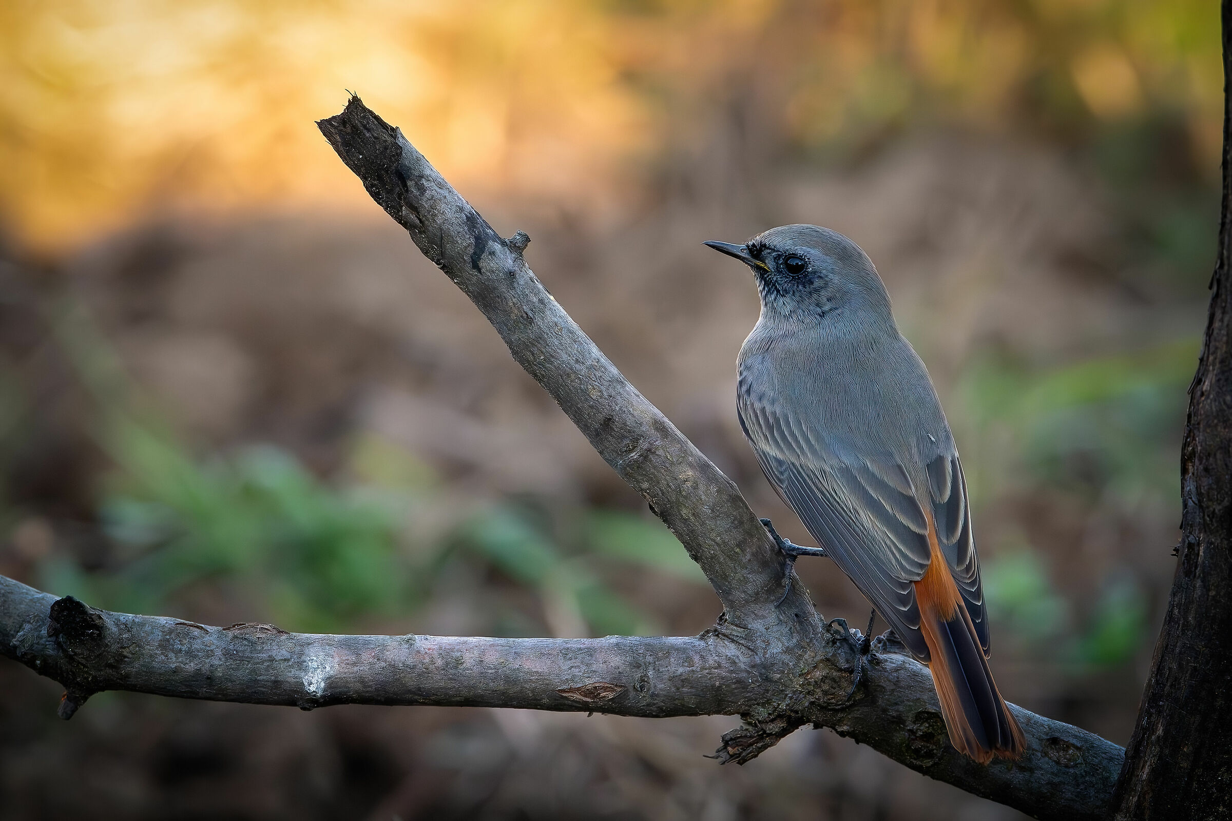 Redstart #capannocora