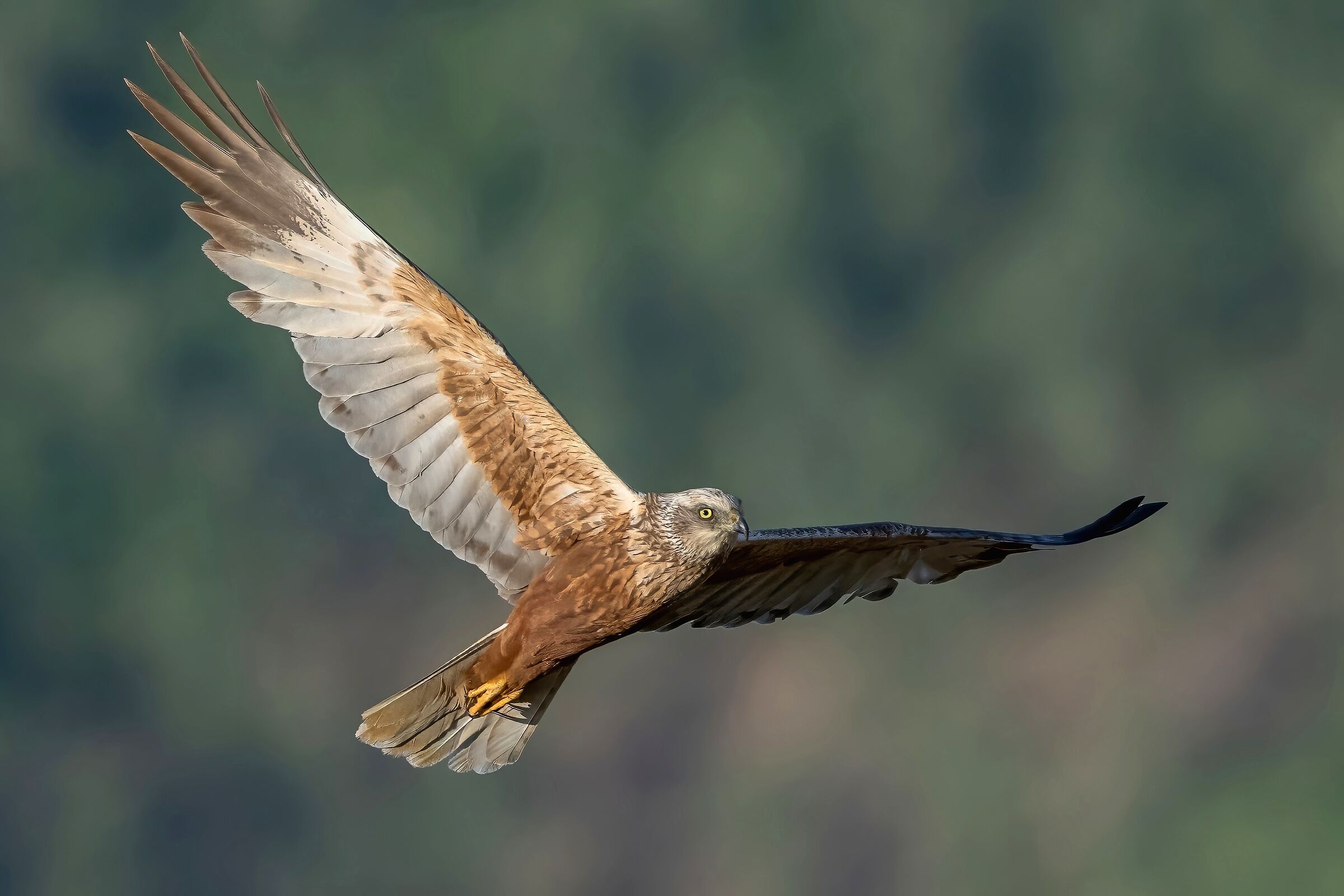 Falco di palude (Circus aeruginosus)