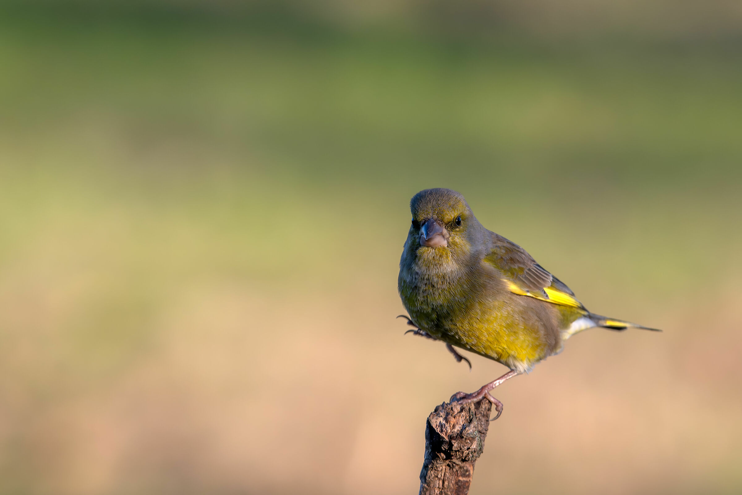 Greenfinch #capannocora