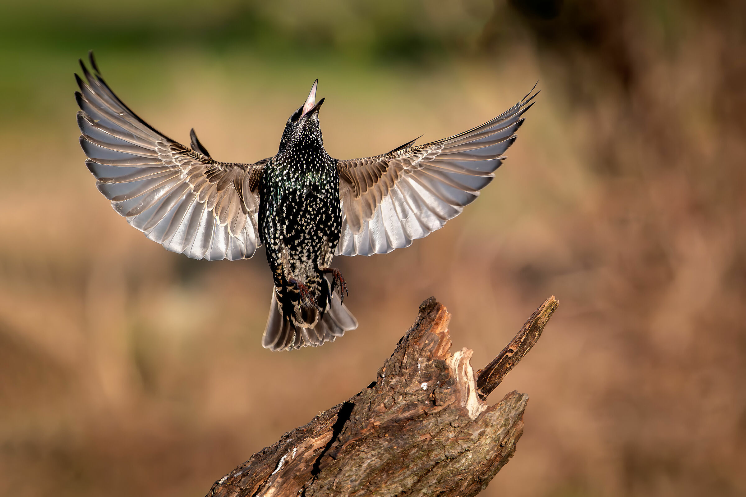 Reversal #capannocora