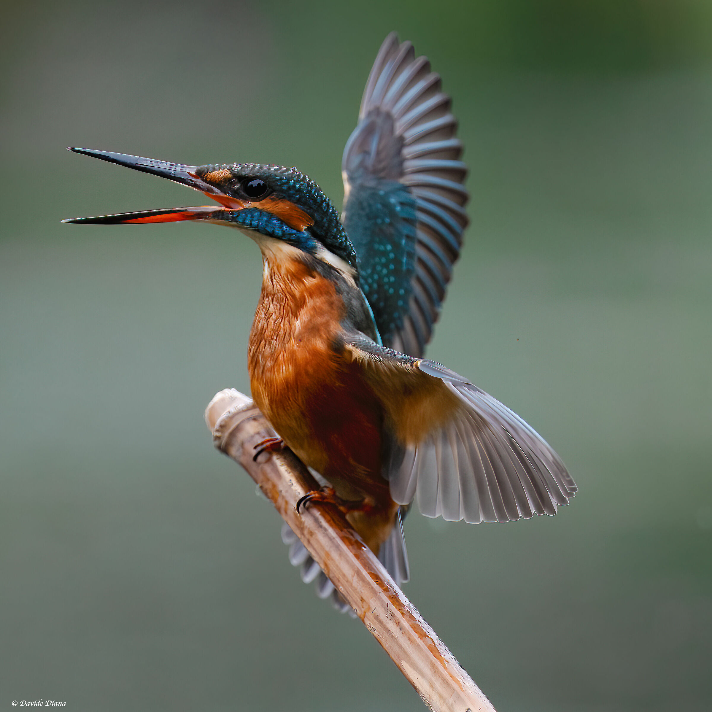 Kingfisher